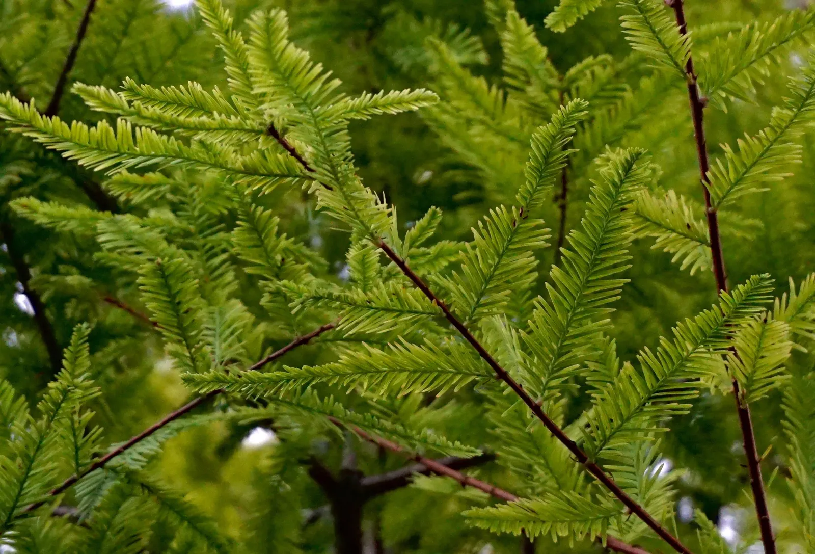 Bald Cypress (Taxodium Distichum) — it enjoys full sun and provides excellent habitat value; is a stately deciduous conifer thriving in wet, image 44