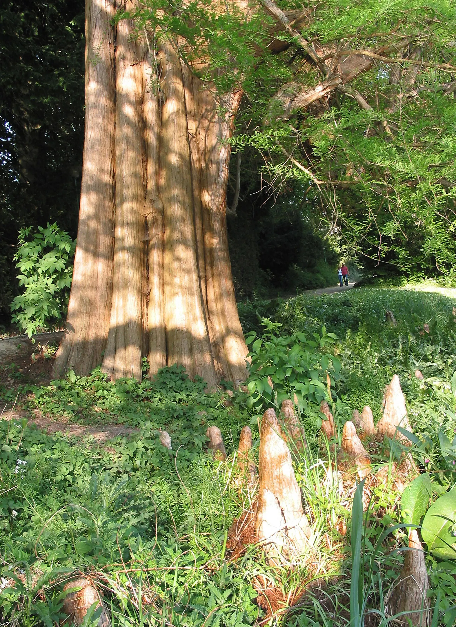 Bald Cypress (Taxodium Distichum) — the Bald Cypress makes a long-lasting