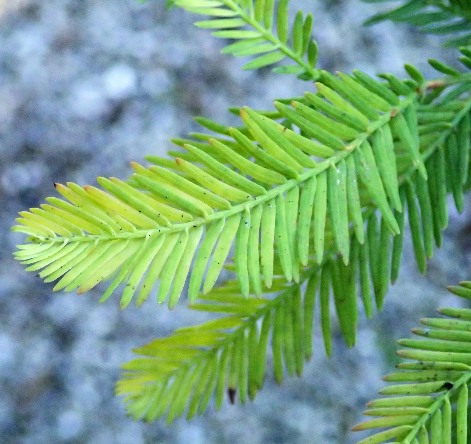 Bald Cypress (Taxodium Distichum) — conifer / tree for full; this tree requires ample space to accommodate its sizable root system and full canopy