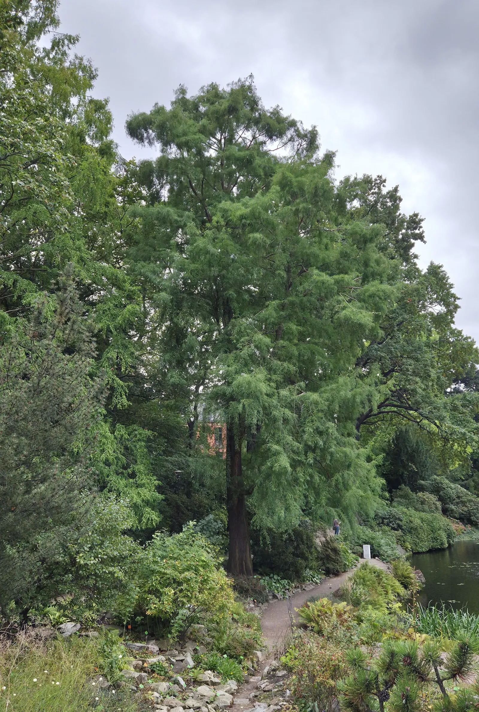 Bald Cypress (Taxodium Distichum) — creating an imposing yet graceful feature in spacious landscapes
