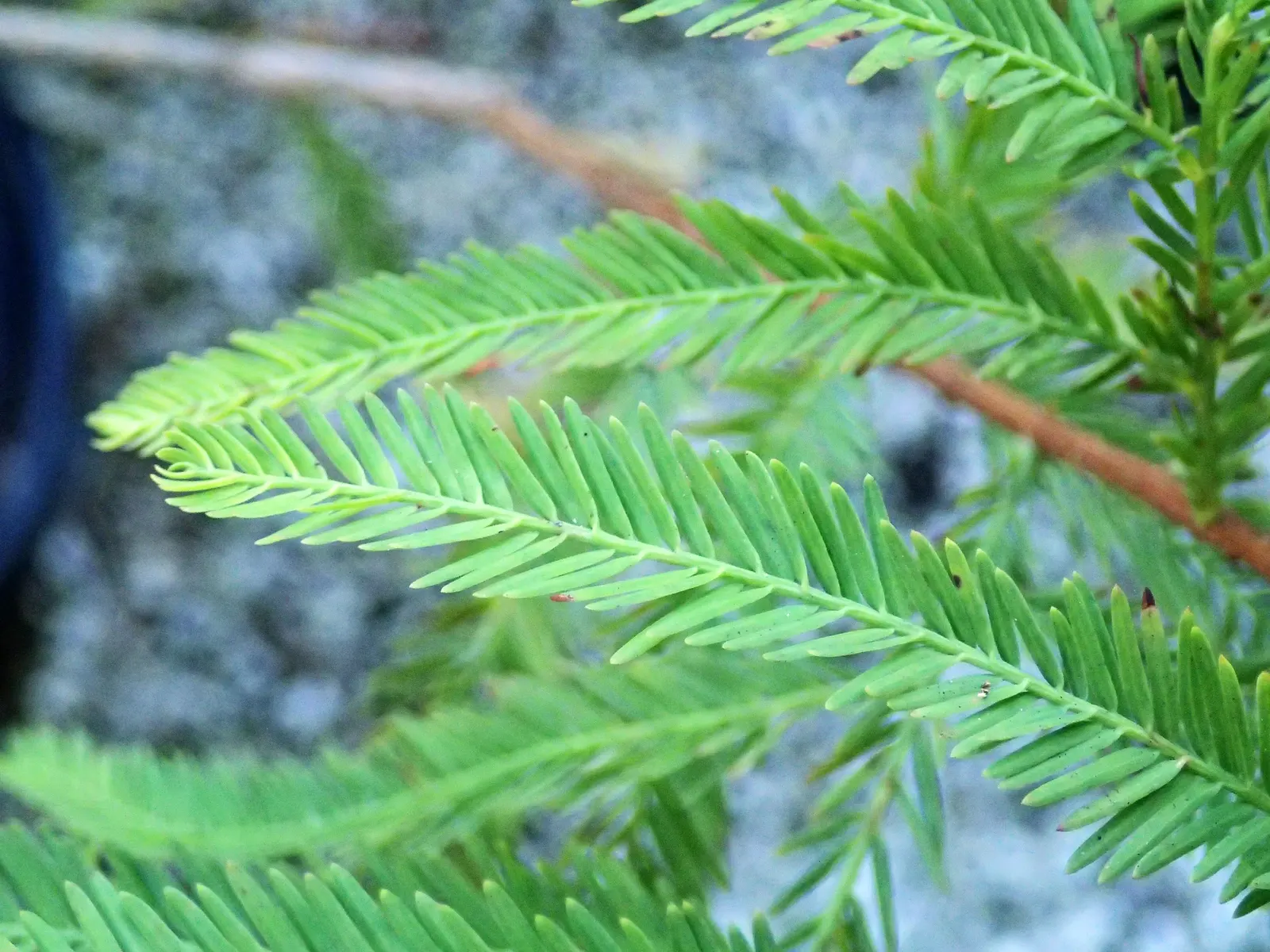 Bald Cypress (Taxodium Distichum) — making it an exceptional choice for clients seeking a versatile tree; conifer / tree for full, image 71