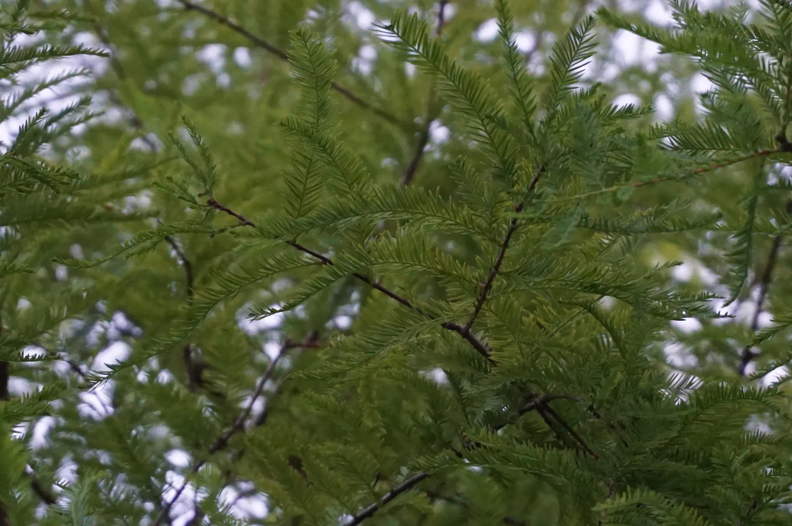 Bald Cypress (Taxodium Distichum) — With an average growth rate of 12 to 24 inches per year; reaching heights of 50-70 feet with a spread of 20-30, image 55