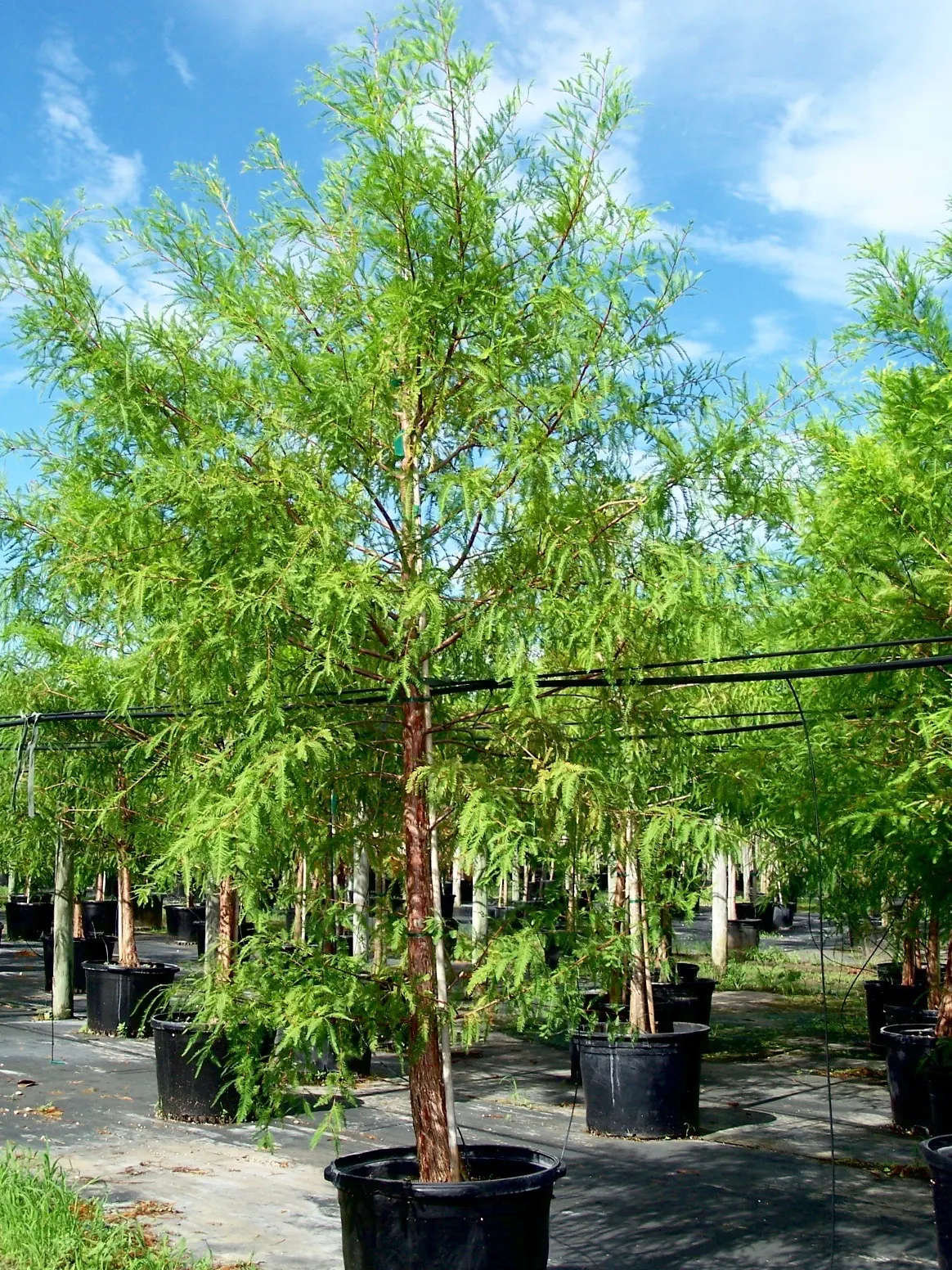 Bald Cypress (Taxodium Distichum) — this tree requires ample space to accommodate its sizable root system and full canopy; making it an exceptional choice for