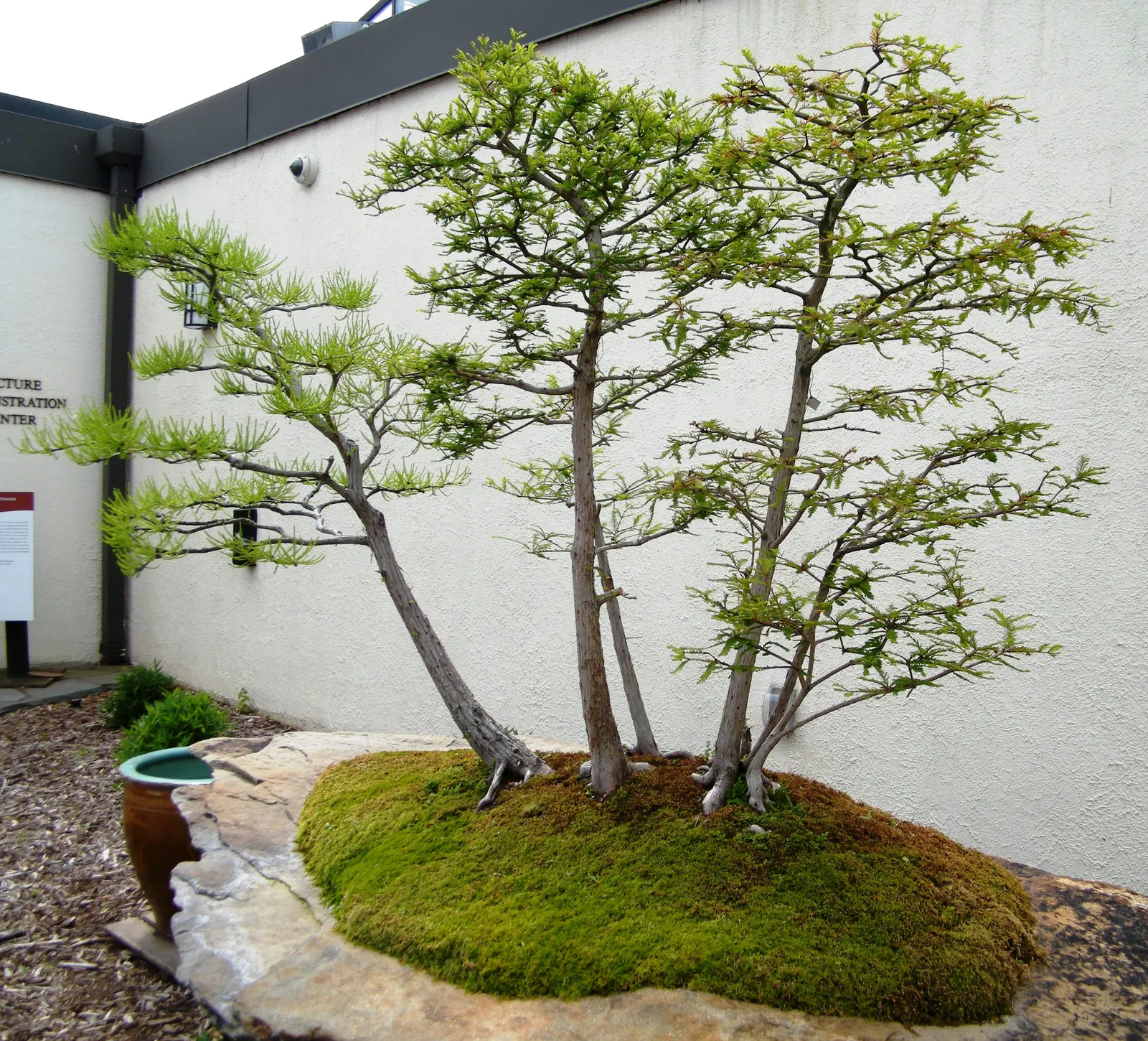 Bald Cypress (Taxodium Distichum) — this tree requires ample space to accommodate its sizable root system and full canopy; making it an exceptional, image 54