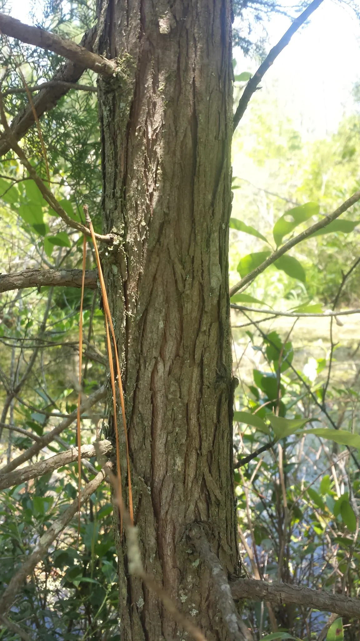 Bald Cypress (Taxodium Distichum) — As a landscape architect assistant, image 48
