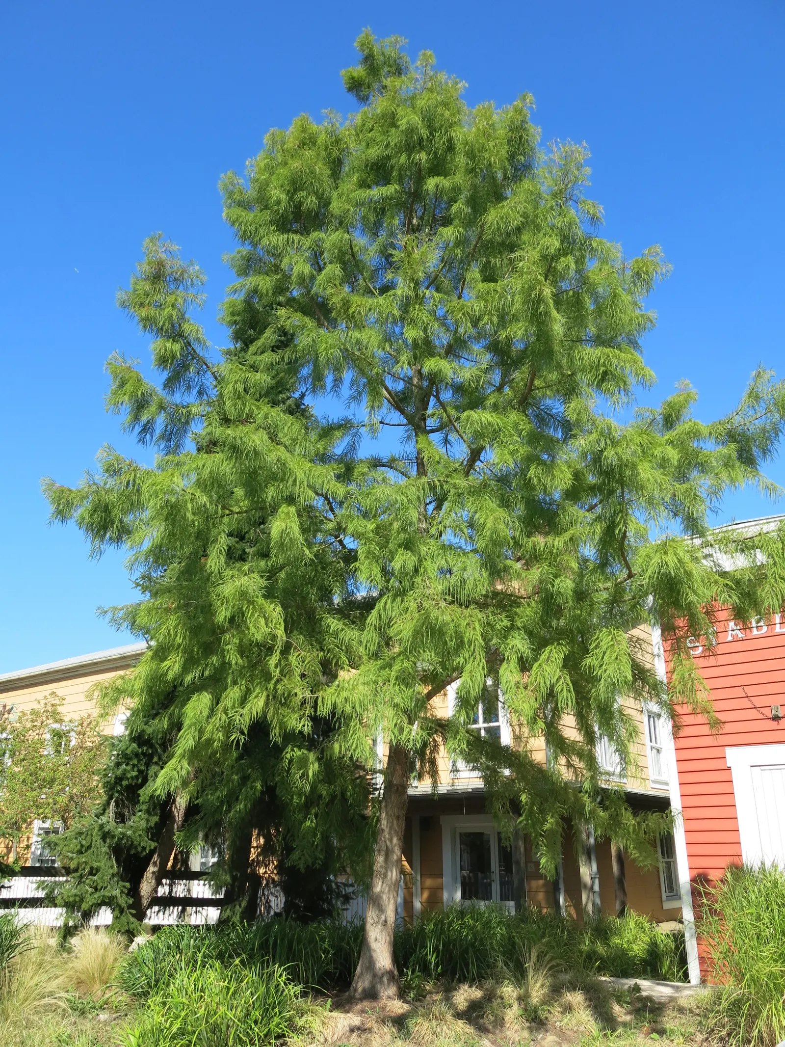 Bald Cypress (Taxodium Distichum) — the Bald Cypress stands tall with a straight trunk and a conical shape that becomes more dome-like with age