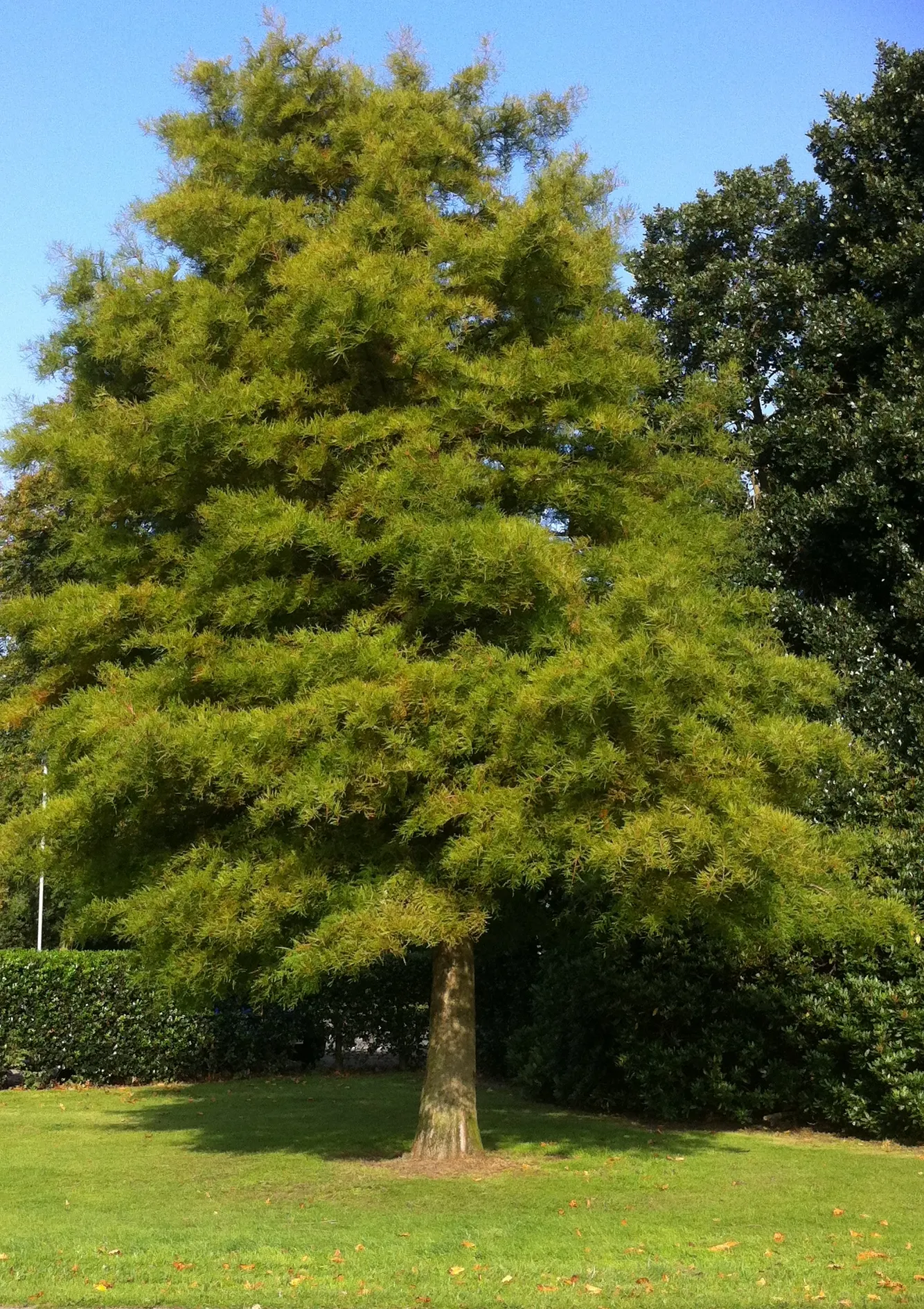 Bald Cypress (Taxodium Distichum) — As a landscape architect assistant, image 86