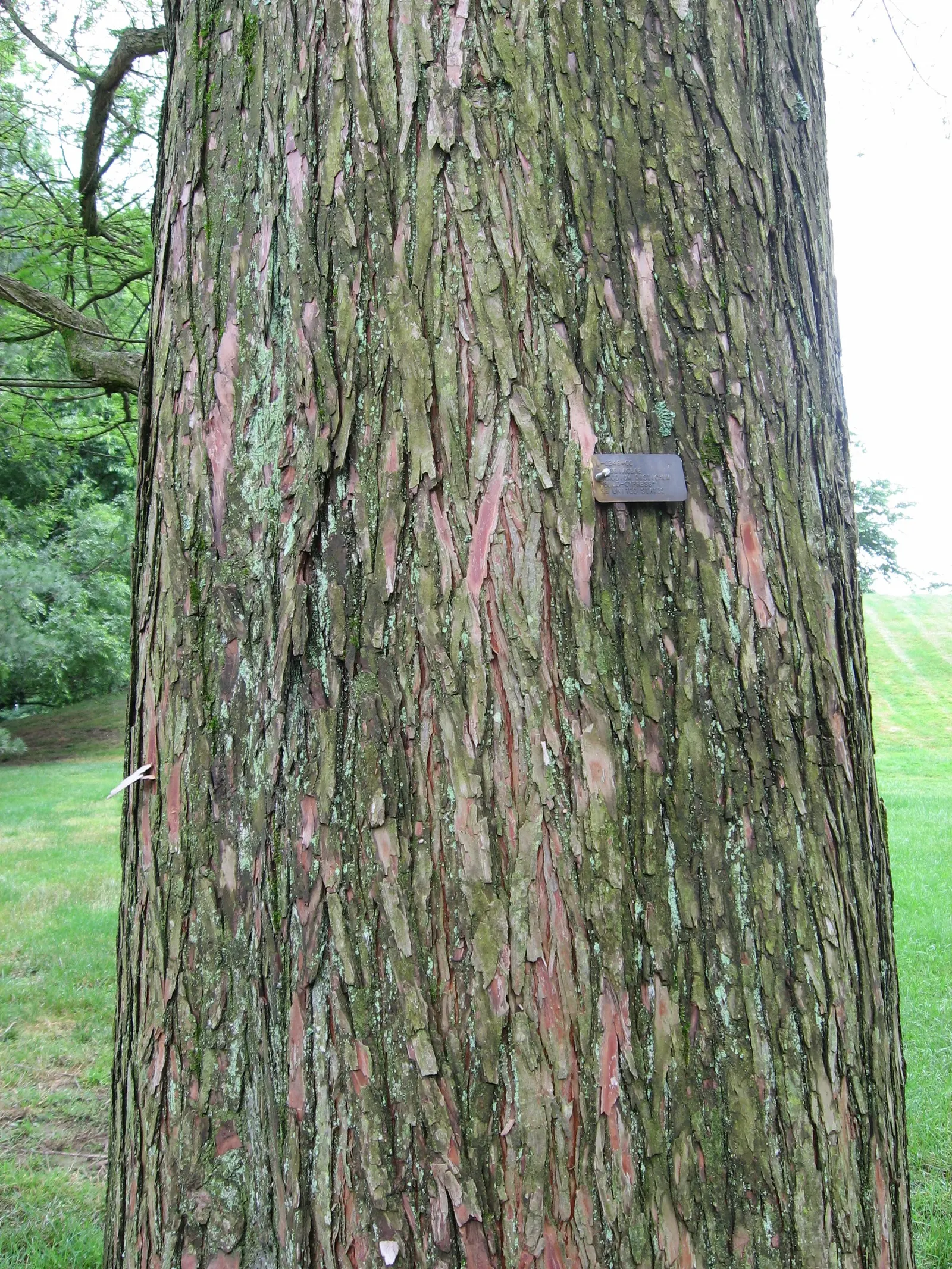 Bald Cypress (Taxodium Distichum) — creating an imposing yet graceful feature in spacious landscapes; is a captivating deciduous conifer, image 83