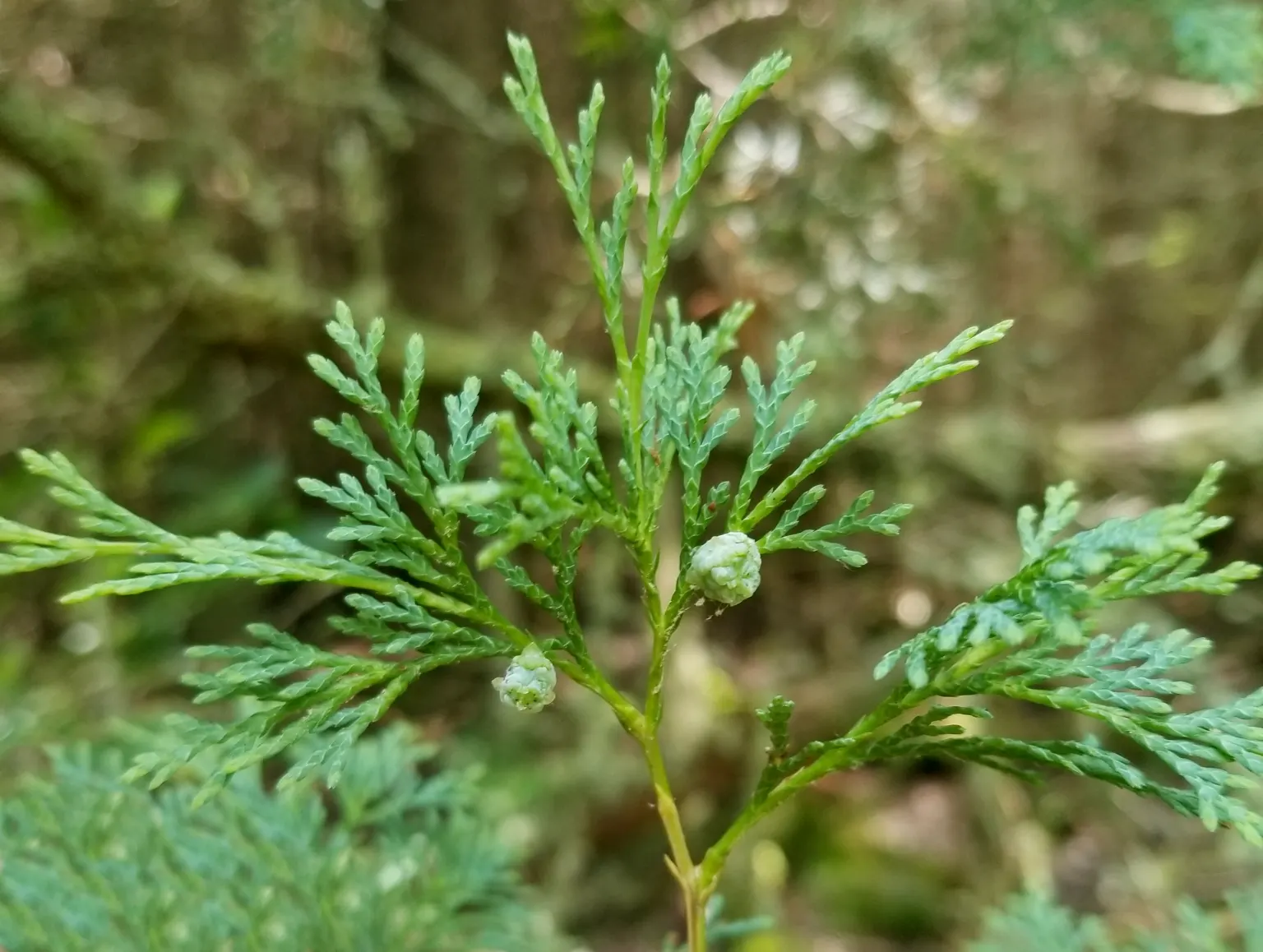 Bald Cypress (Taxodium Distichum) — this tree requires ample space to accommodate its sizable root system and full canopy