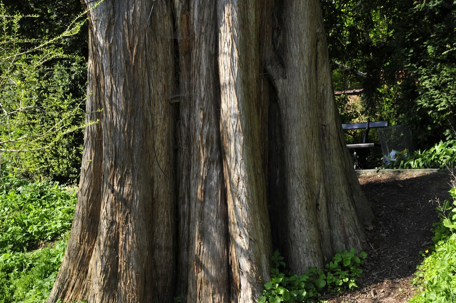 Bald Cypress (Taxodium Distichum) — is a captivating deciduous conifer; this resilience includes its adaptability to flooding and waterlogged, image 46