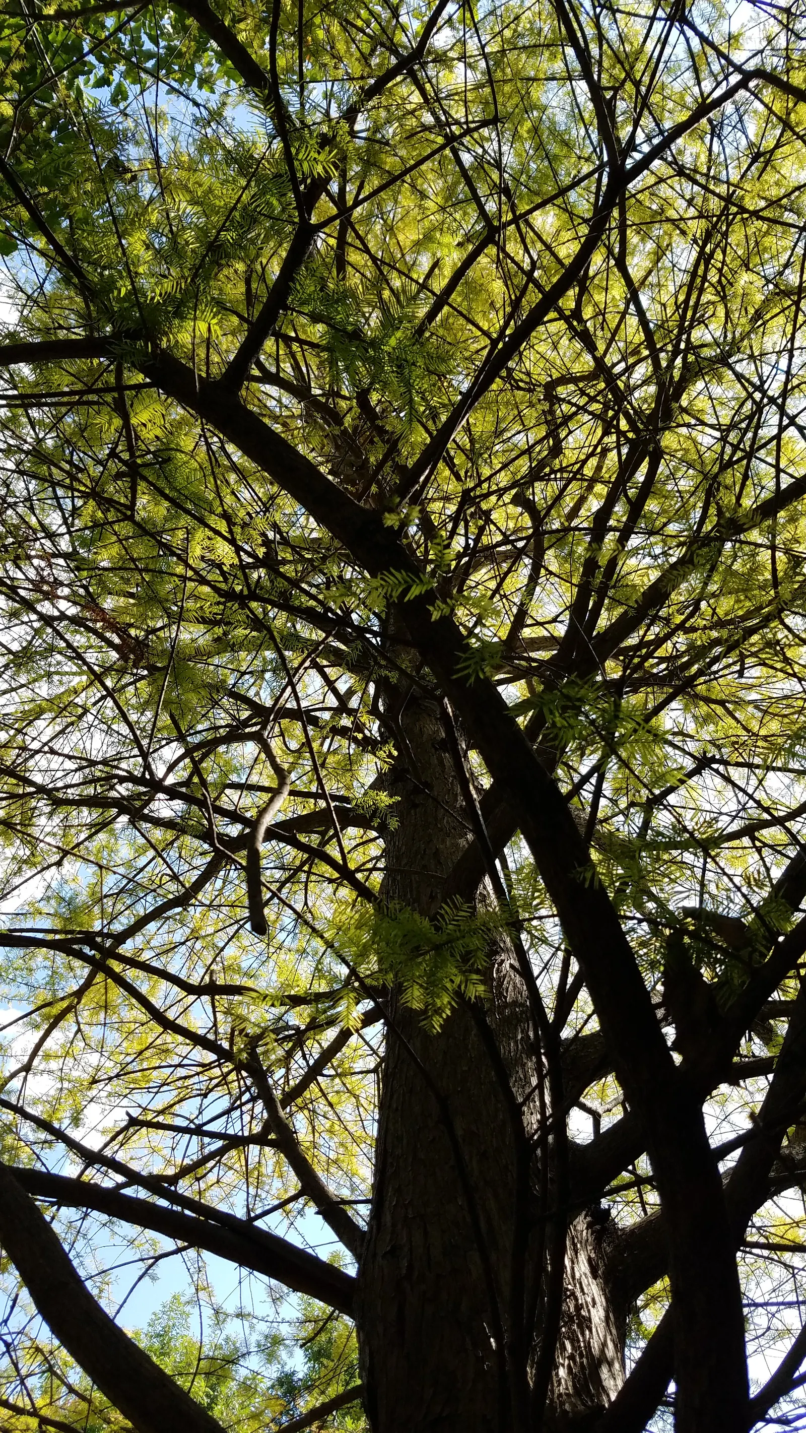 Bald Cypress (Taxodium Distichum) — As a landscape architect assistant, image 67