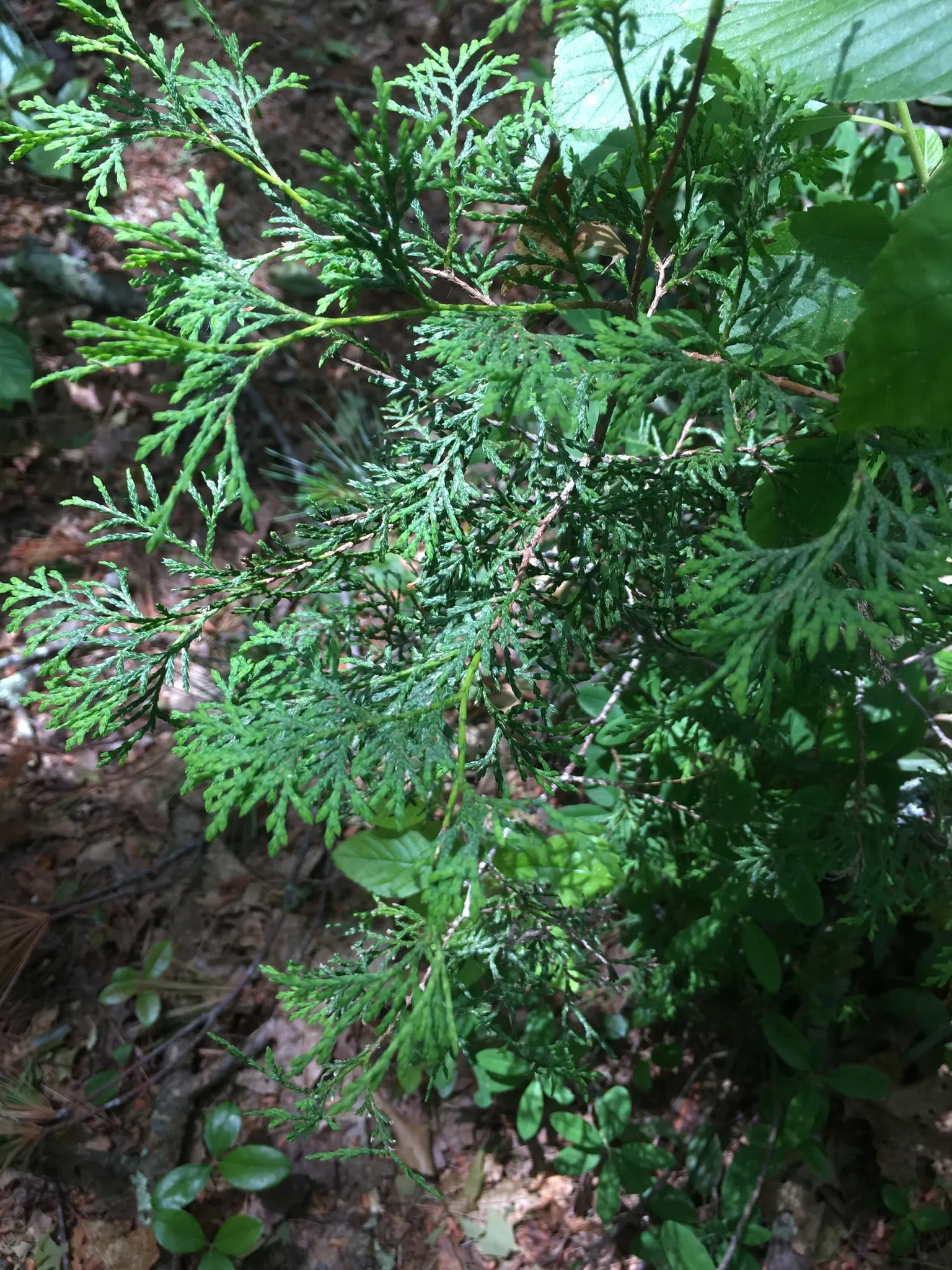 Bald Cypress (Taxodium Distichum) — feathery green needles turning russet in fall; it enjoys full sun and provides excellent habitat value, image 61