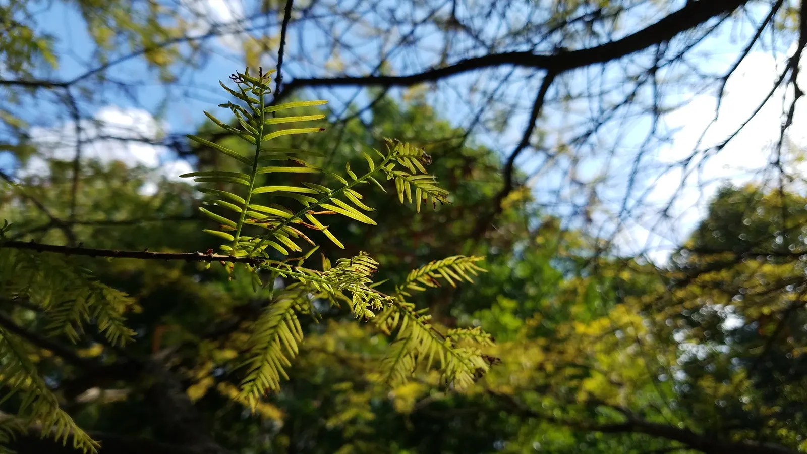 Bald Cypress (Taxodium Distichum) — conifer / tree for full; this tree requires ample space to accommodate its sizable root system and full canopy, image 76