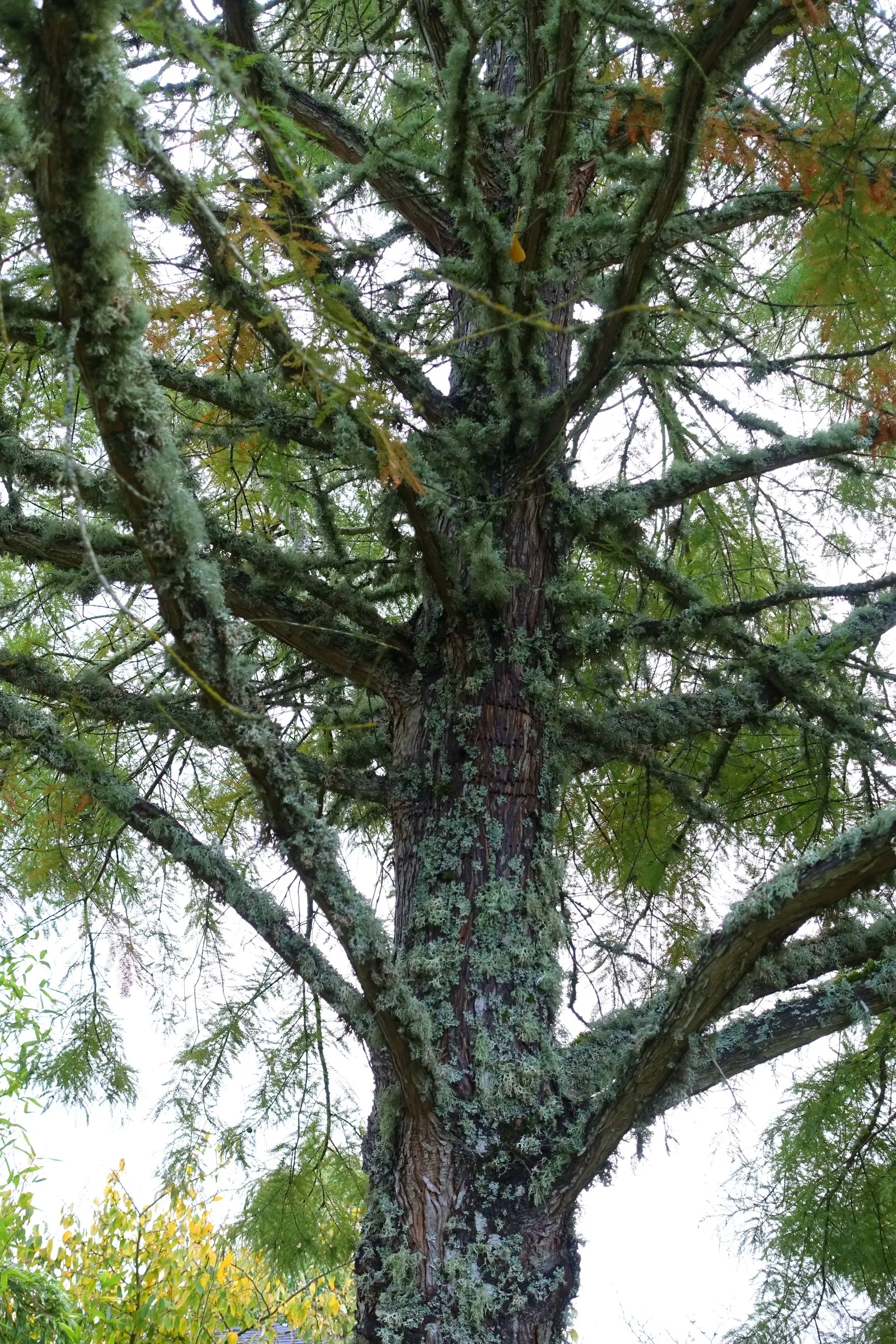 Bald Cypress (Taxodium Distichum) — from dry and sandy to wet and swampy; feather-like foliage presents a vibrant green hue during the growing, image 70