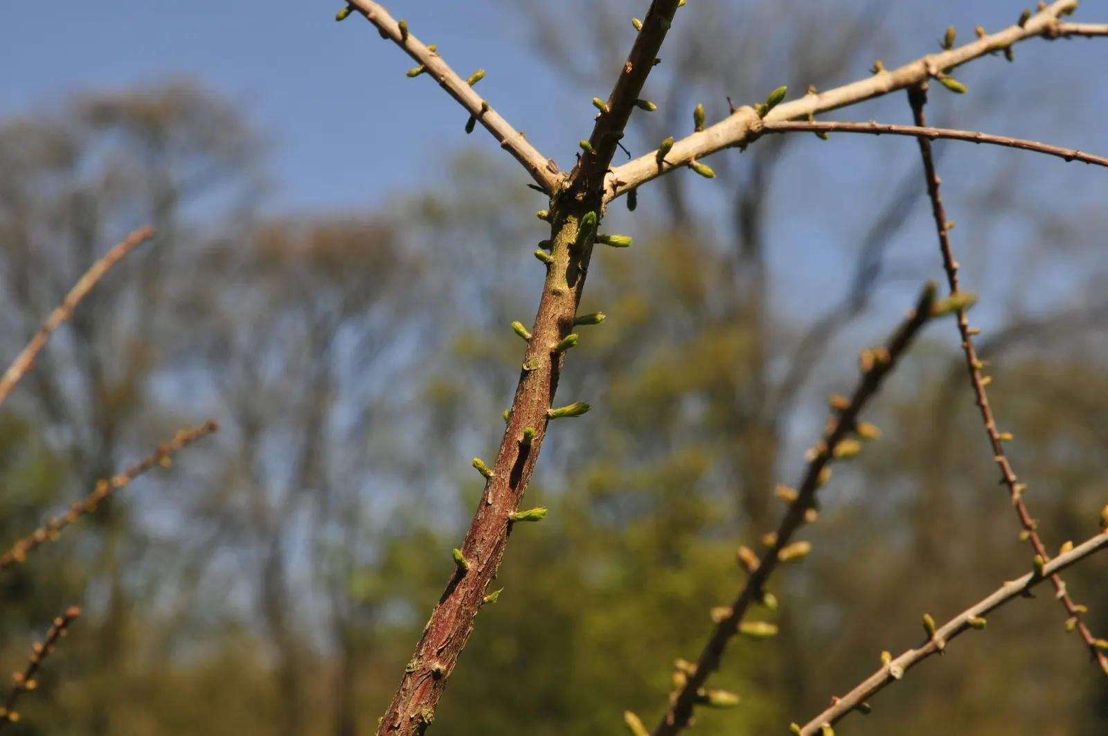 Bald Cypress (Taxodium Distichum) — is a captivating deciduous conifer