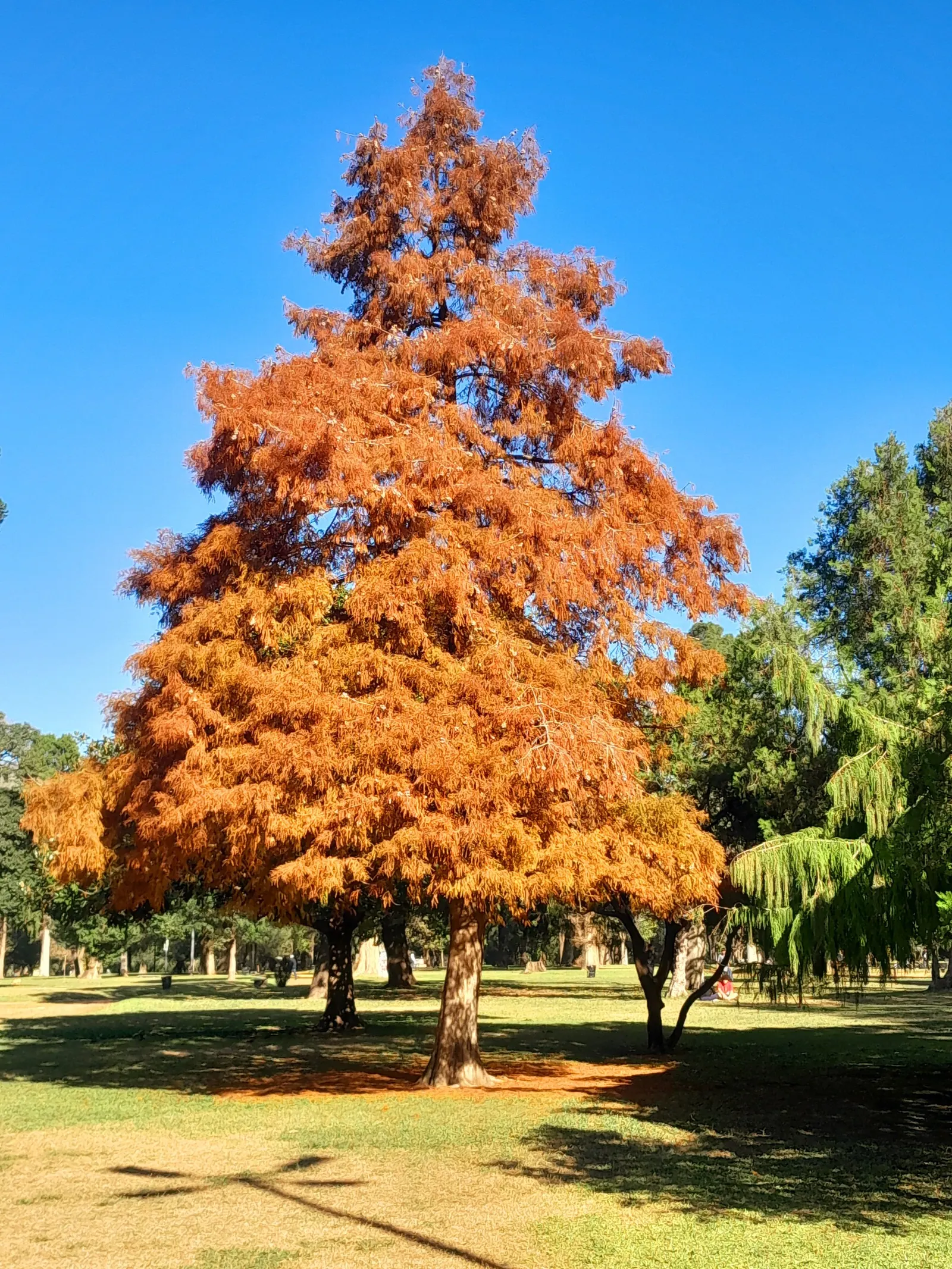Bald Cypress (Taxodium Distichum) — feather-like foliage presents a vibrant green hue during the growing season