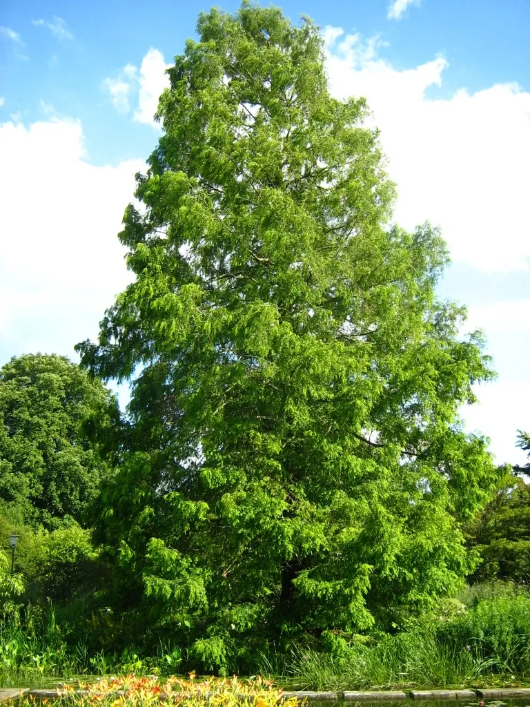 Bald Cypress (Taxodium Distichum) — the Bald Cypress makes a long-lasting; renowned for its distinct growth habits and enviable adaptability, image 94