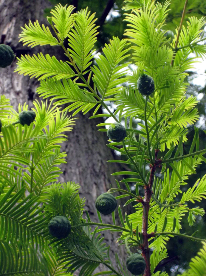 Bald Cypress (Taxodium Distichum) — and unique knobby root outgrowths called "knees." Low maintenance and adaptable; from dry and sandy to wet and, image 43
