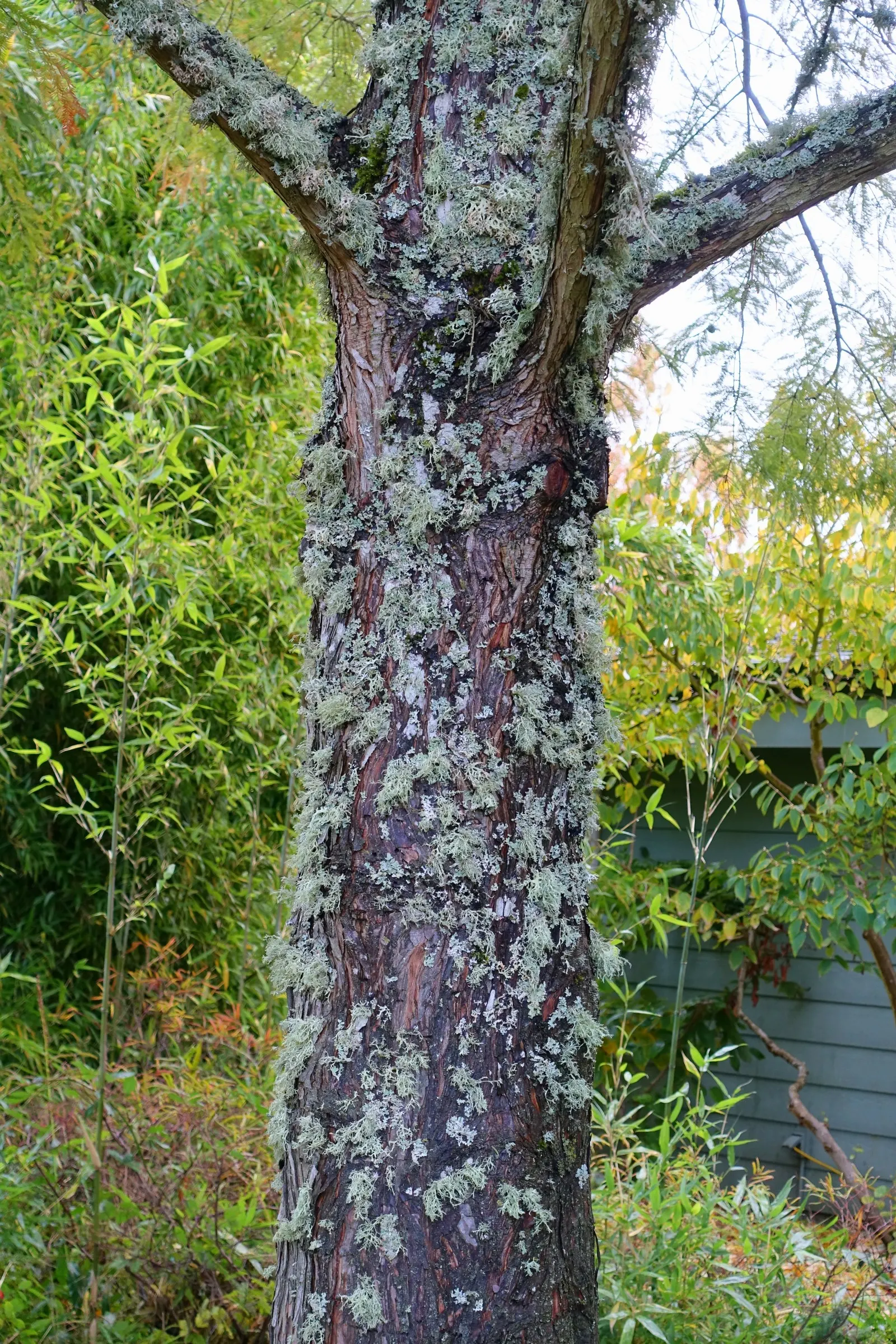 Bald Cypress (Taxodium Distichum) — is a captivating deciduous conifer; this resilience includes its adaptability to flooding and waterlogged, image 65