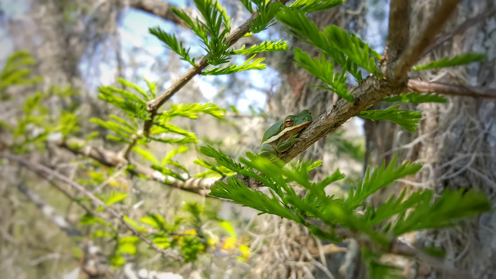 Bald Cypress (Taxodium Distichum) — As a landscape architect assistant