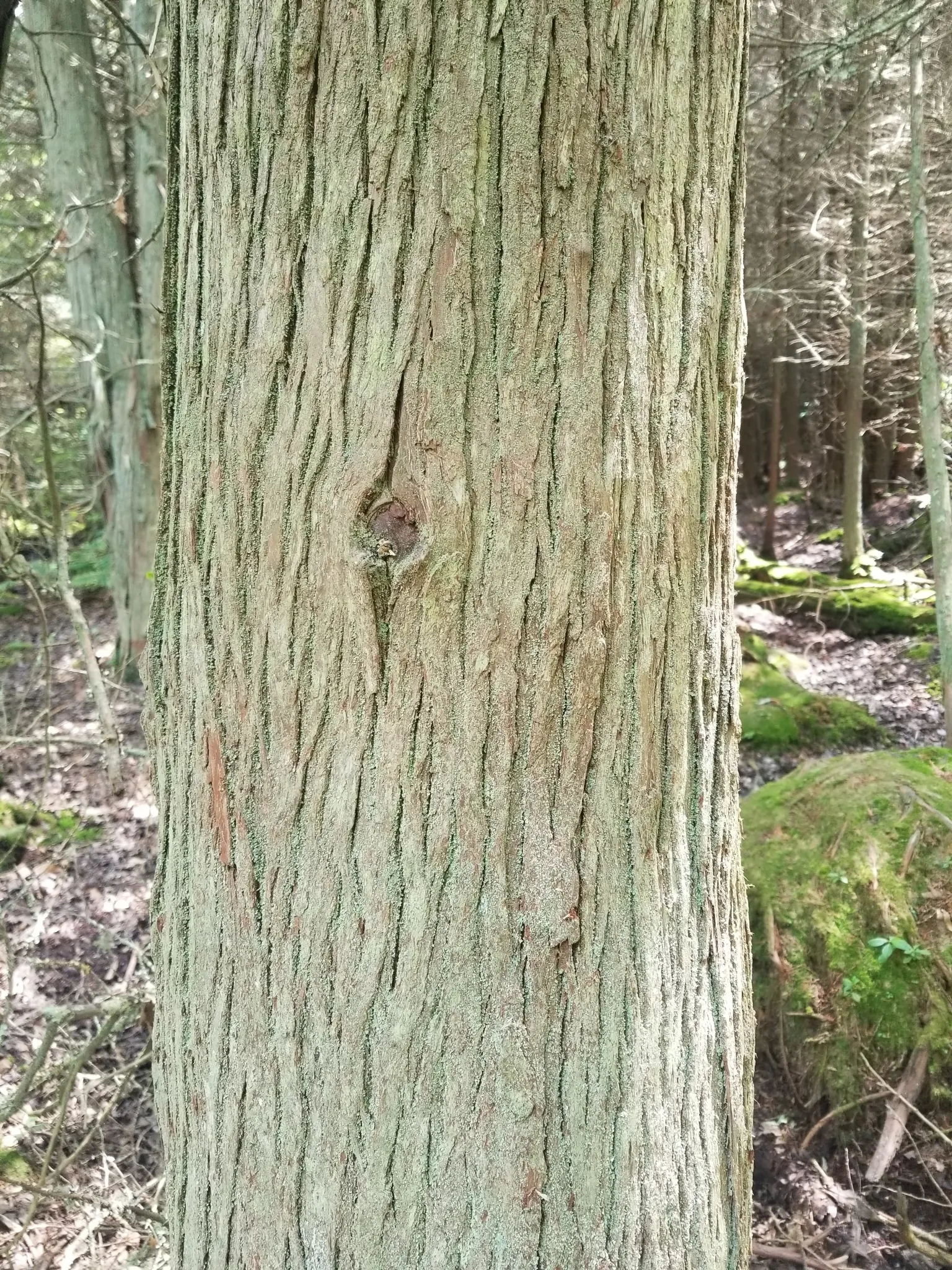 Bald Cypress (Taxodium Distichum) — making it an exceptional choice for clients seeking a versatile tree; conifer / tree for full
