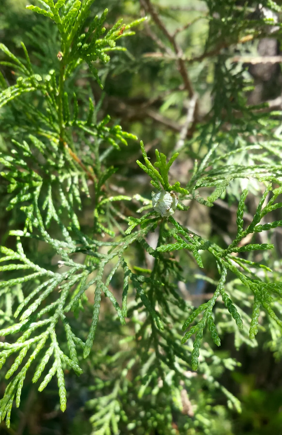 Bald Cypress (Taxodium Distichum) — creating an imposing yet graceful feature in spacious landscapes; is a captivating deciduous conifer, image 45