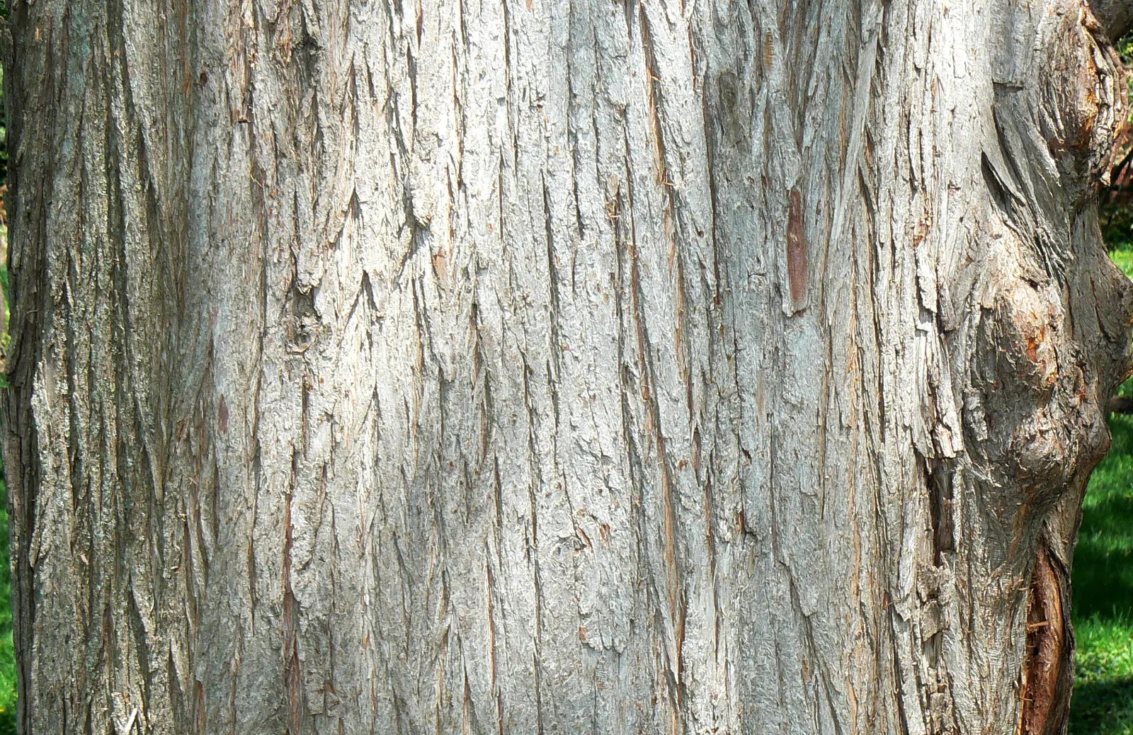 Bald Cypress (Taxodium Distichum) — reaching heights of 50-70 feet with a spread of 20-30 feet; the Bald Cypress stands tall with a straight trunk and a