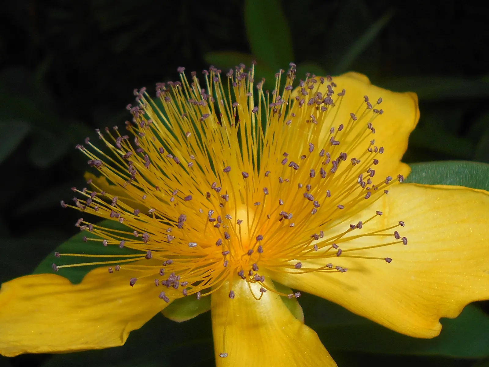 Creeping St. John's Wort, Aaron's B (Hypericum Calycinum) — Hypericum calycinum, commonly known as Creeping St