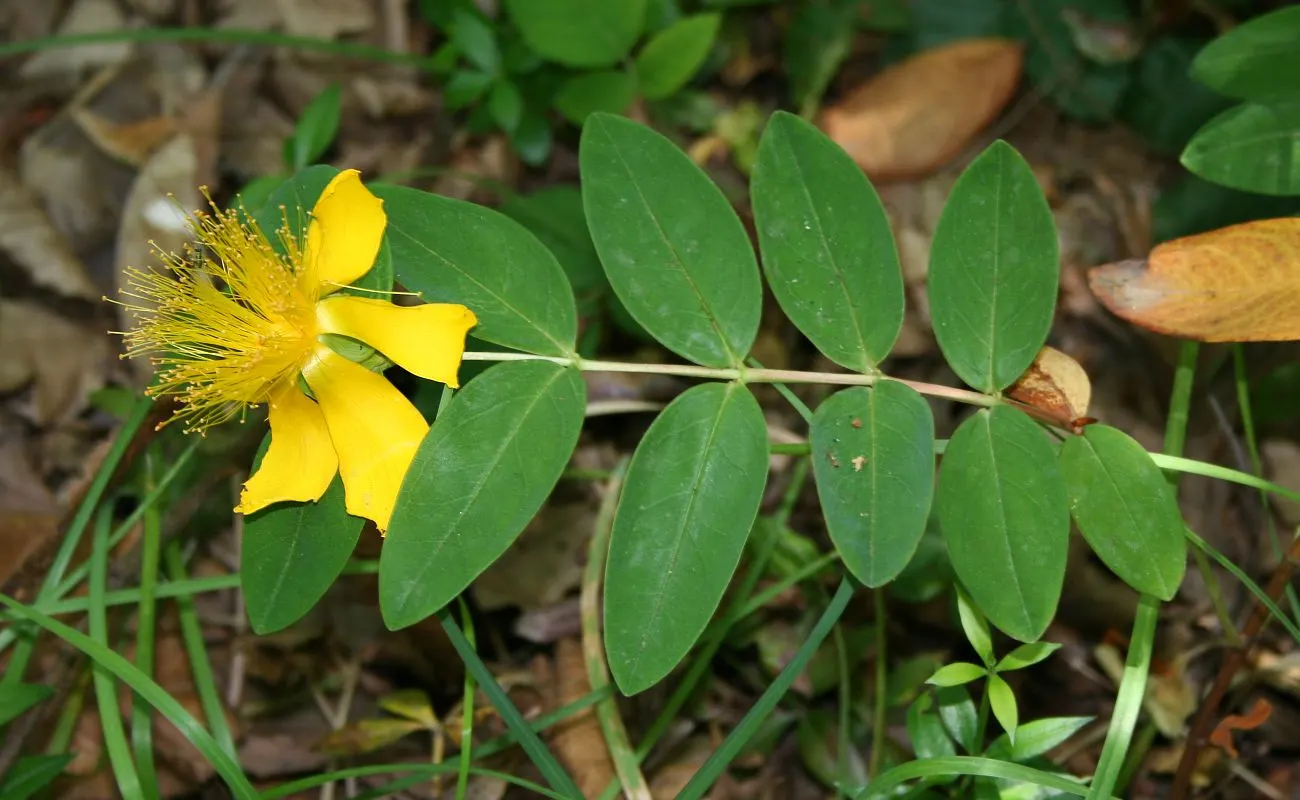 Creeping St. John's Wort, Aaron's B (Hypericum Calycinum) — John's Wort thrives in USDA Hardiness Zones 5 to 10; hypericum calycinum, commonly, image 58