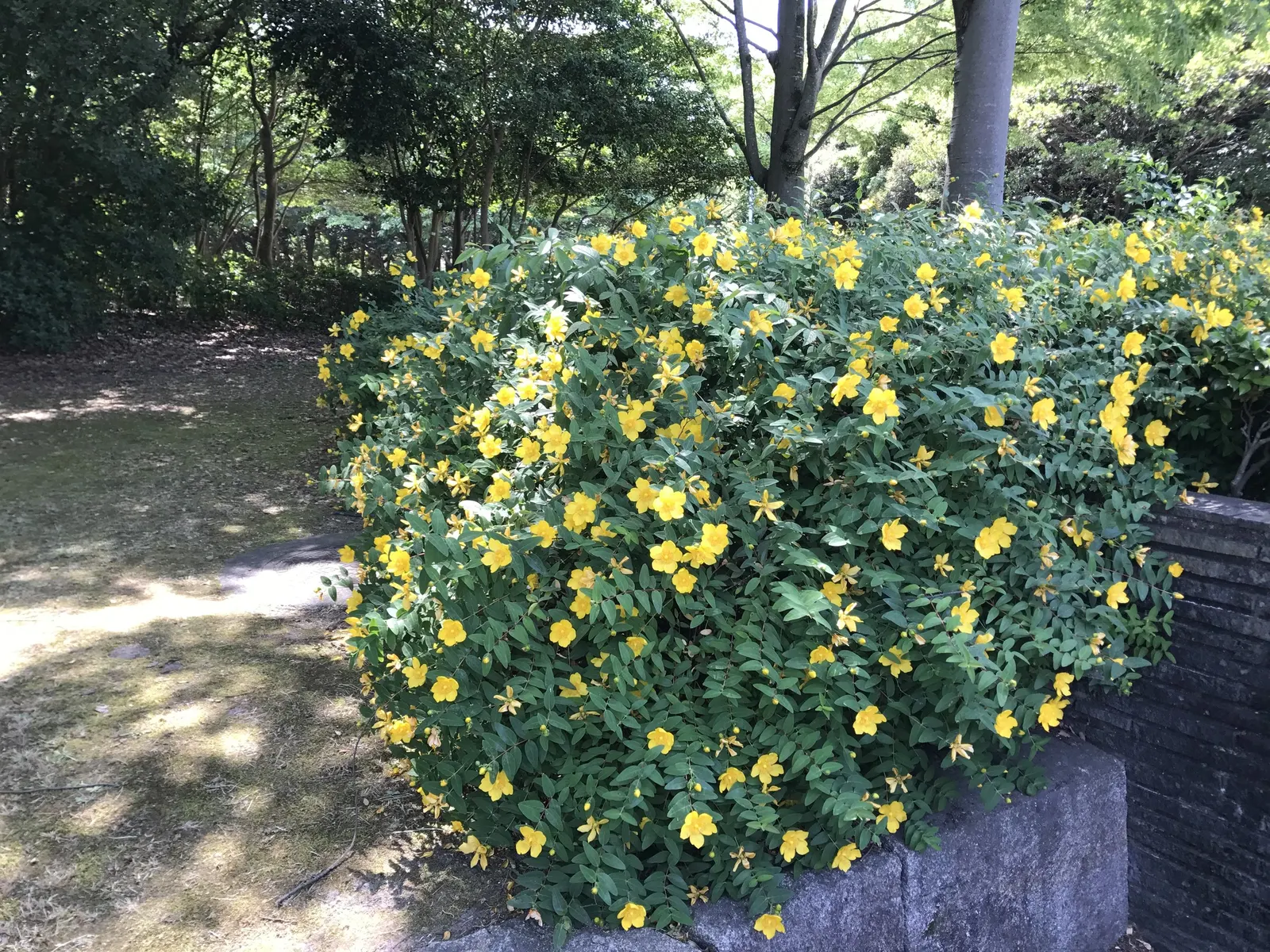 Creeping St. John's Wort, Aaron's B (Hypericum Calycinum) — Glossy, dark green leaves complement radiant, yellow flowers blooming summer through, image 48