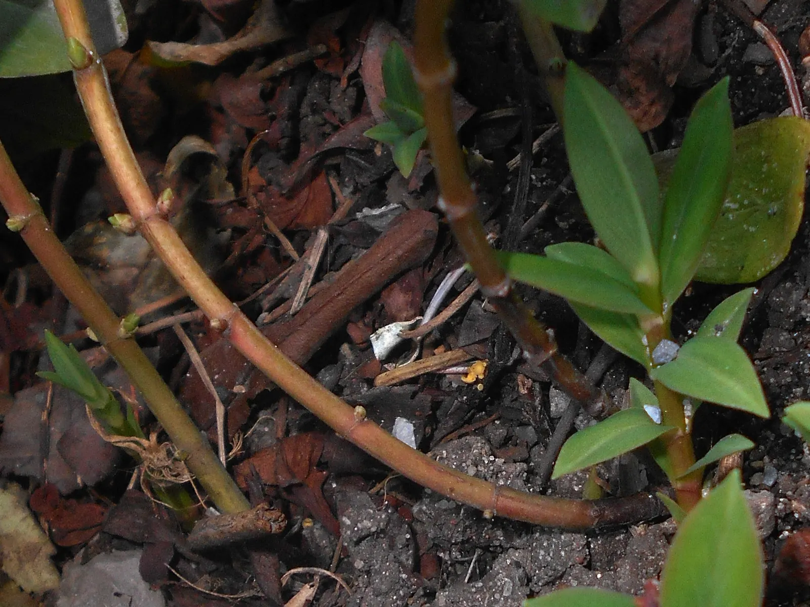 Creeping St. John's Wort, Aaron's B (Hypericum Calycinum) — ground cover with yellow blooms