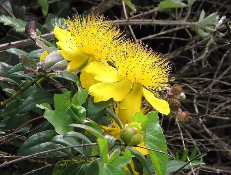 Creeping St. John's Wort, Aaron's B (Hypericum Calycinum) — displaying a remarkable adaptability to a range of conditions; john's Wort thrives in USDA