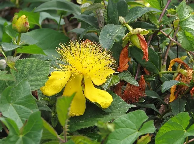 Creeping St. John's Wort, Aaron's B (Hypericum Calycinum) — Hypericum calycinum, or Creeping St