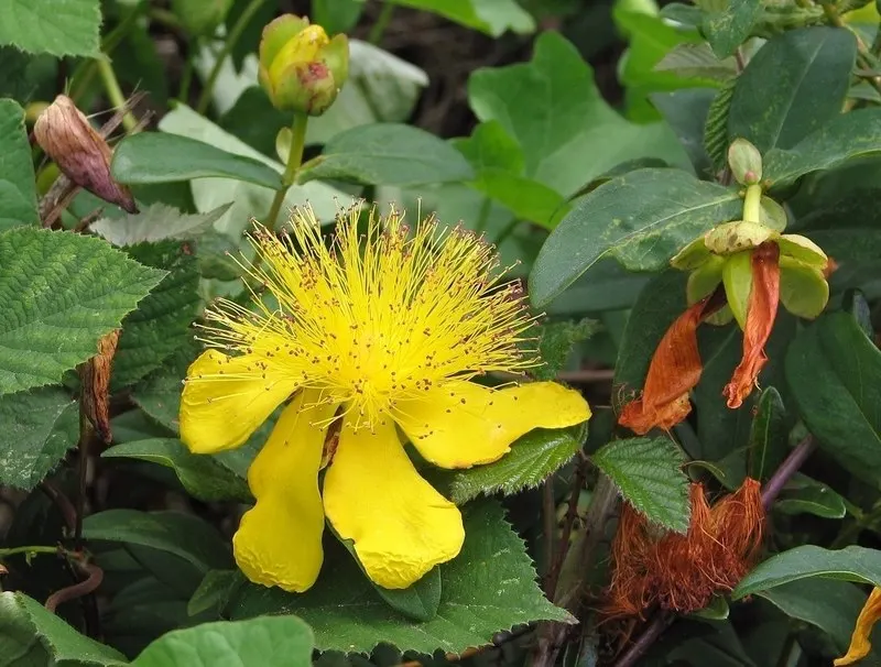 Creeping St. John's Wort, Aaron's B (Hypericum Calycinum) — Hypericum calycinum is known to be resistant to deer; yellow flowers in the garden