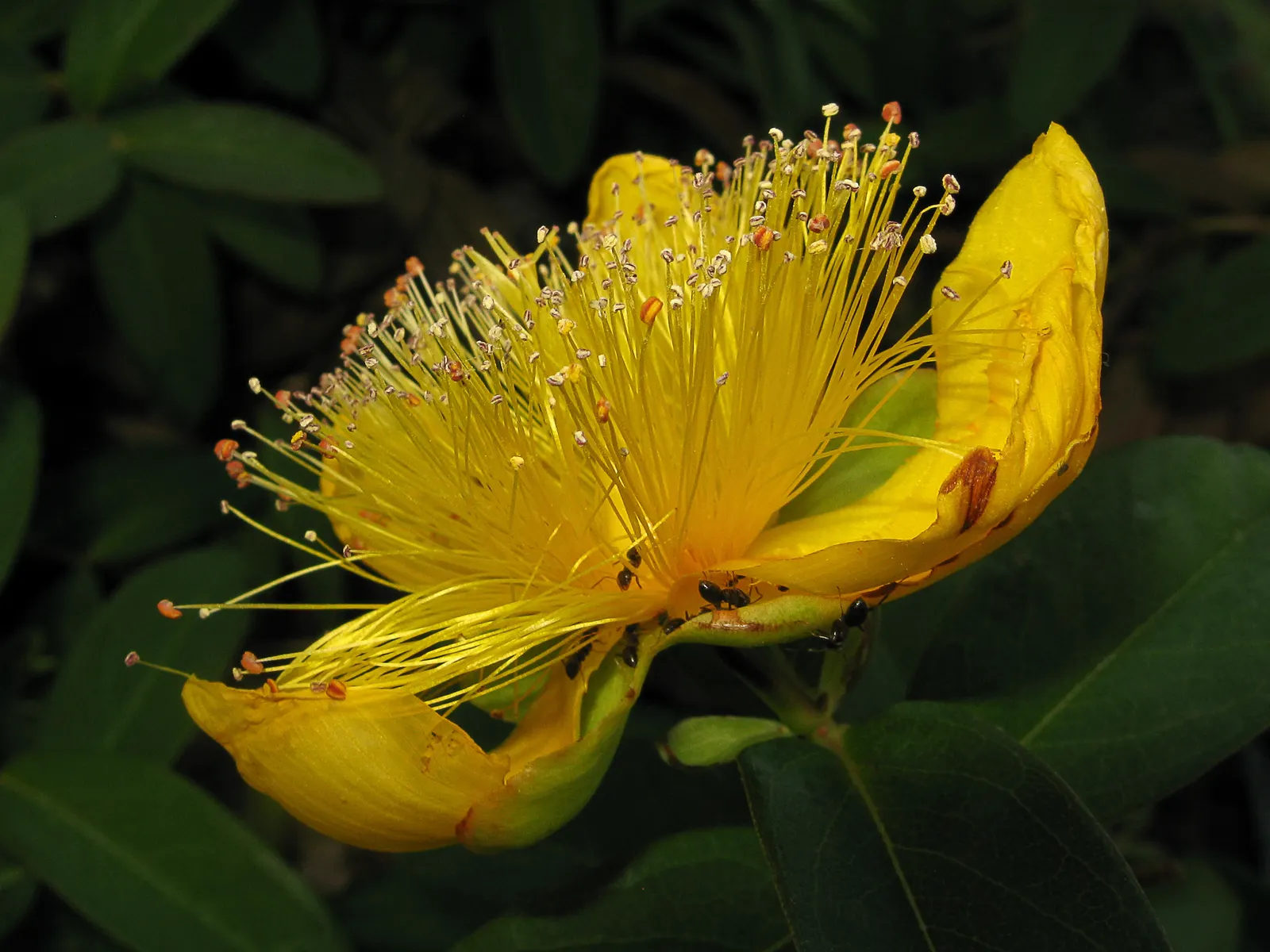 Creeping St. John's Wort, Aaron's B (Hypericum Calycinum) — Tolerates a range of soils but excels in well-drained conditions; although it can, image 50