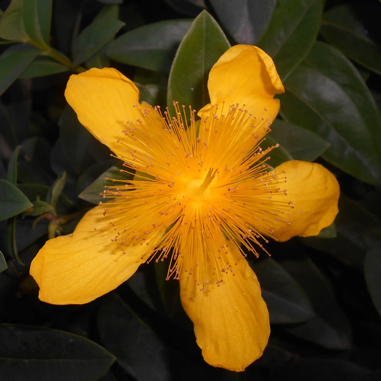 Creeping St. John's Wort, Aaron's B (Hypericum Calycinum) — Hypericum calycinum, commonly known as Creeping St; john's Wort 'Aaron's Beard', is an evergreen