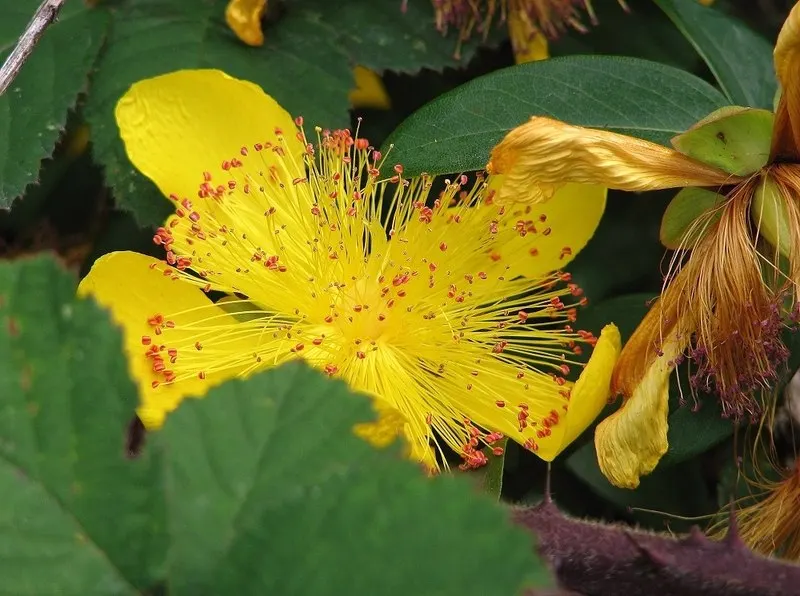 Creeping St. John's Wort, Aaron's B (Hypericum Calycinum) — These cheerful flowers emerge in mid to late summer and stand strikingly against the, image 33