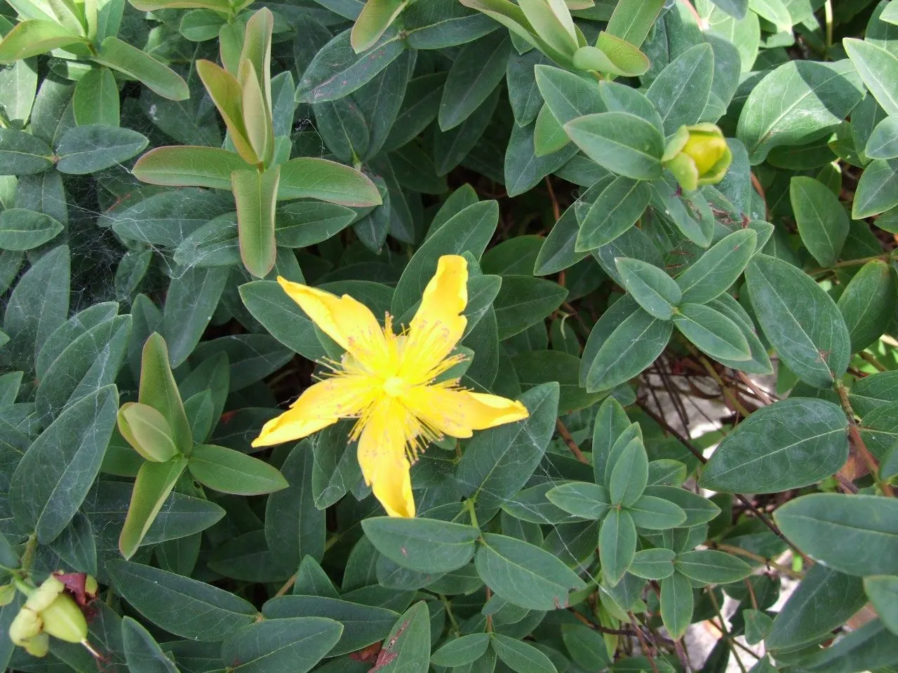 Creeping St. John's Wort, Aaron's B (Hypericum Calycinum) — John's Wort or Aaron's Beard; yellow flowers that are reminiscent of a burst of sunshine, image 52