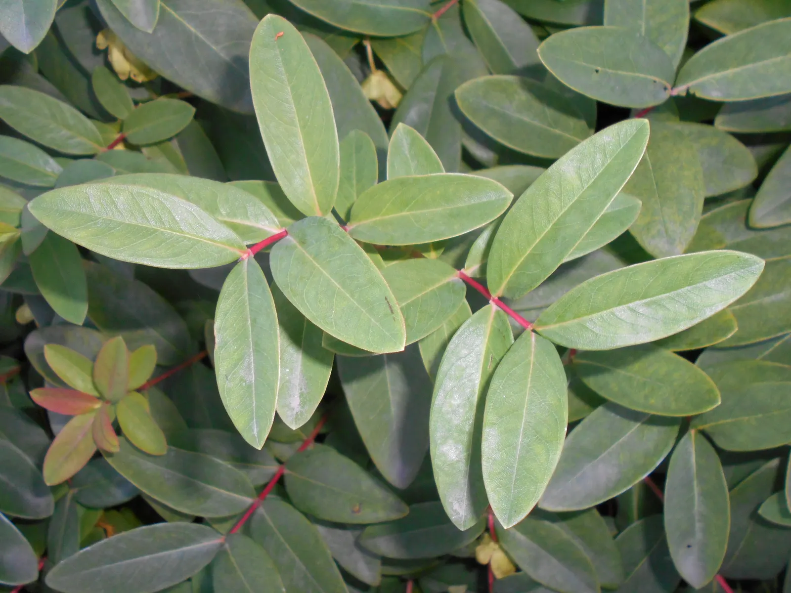 Creeping St. John's Wort, Aaron's B (Hypericum Calycinum) — Hypericum calycinum is known to be resistant to deer