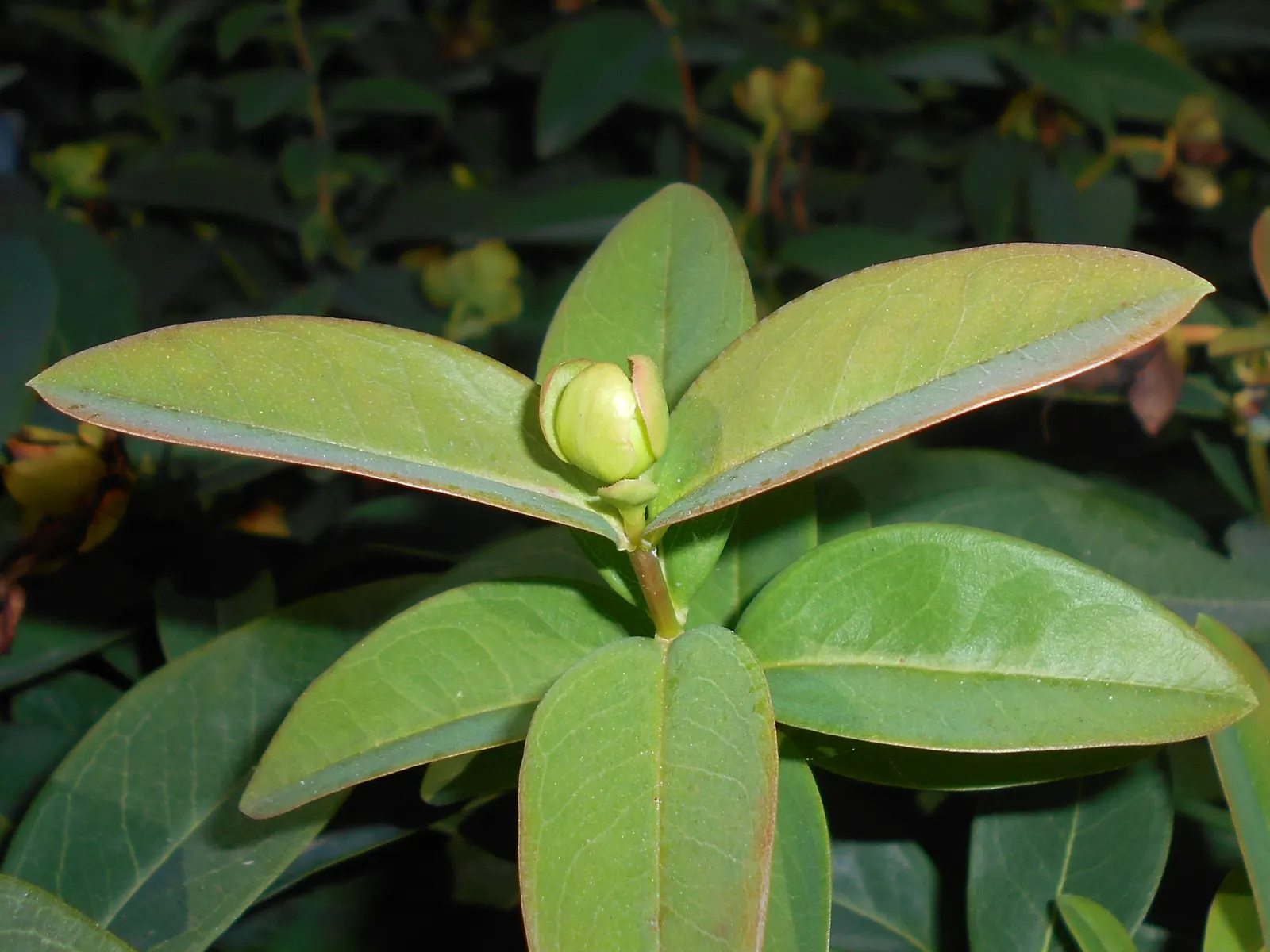 Creeping St. John's Wort, Aaron's B (Hypericum Calycinum) — Hypericum calycinum is known to be resistant to deer; yellow flowers in the garden, image 63