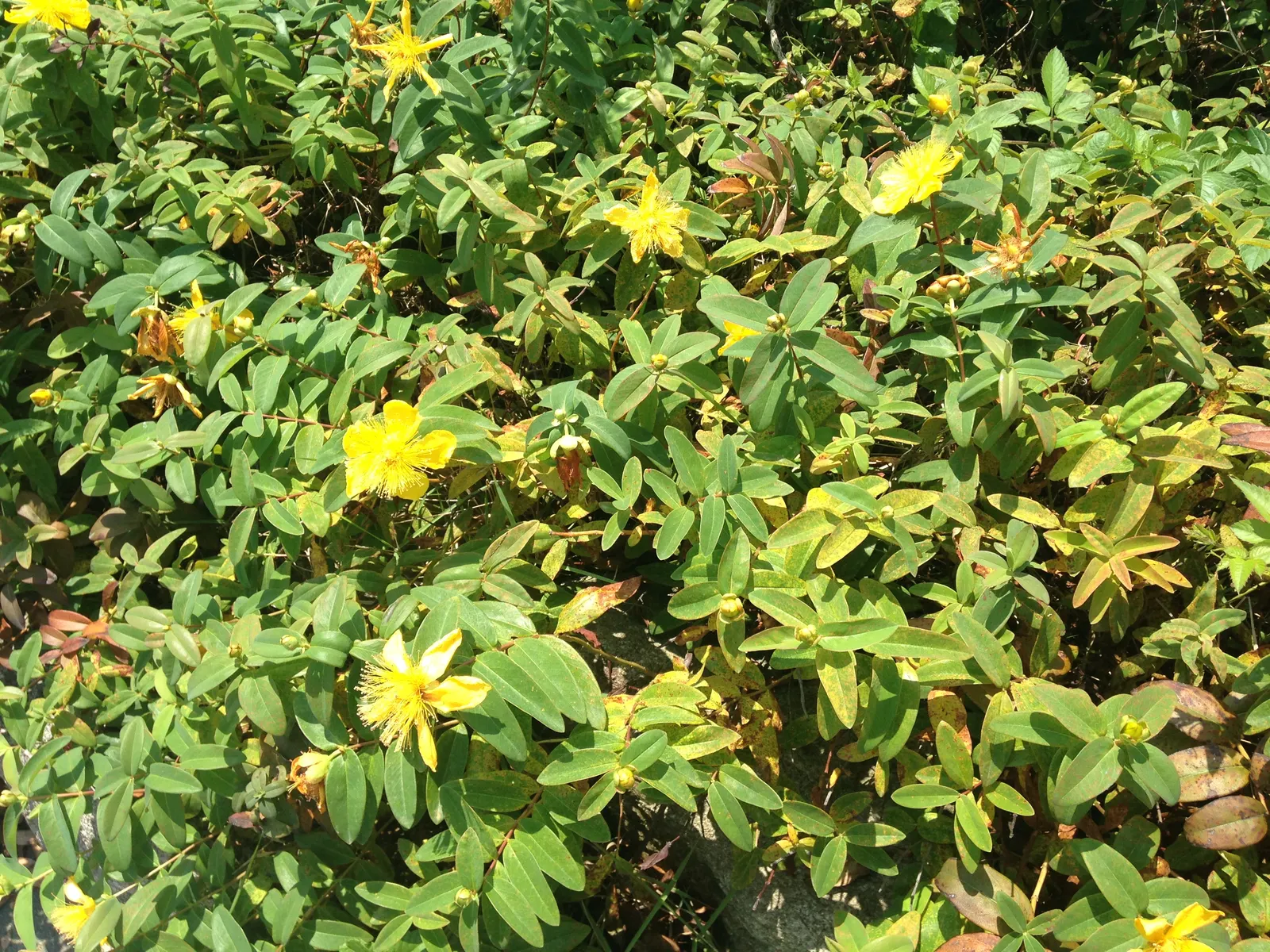 Creeping St. John's Wort, Aaron's B (Hypericum Calycinum) — John's Wort 'Aaron's Beard', is an evergreen groundcover noted for its vigorous growth, image 46