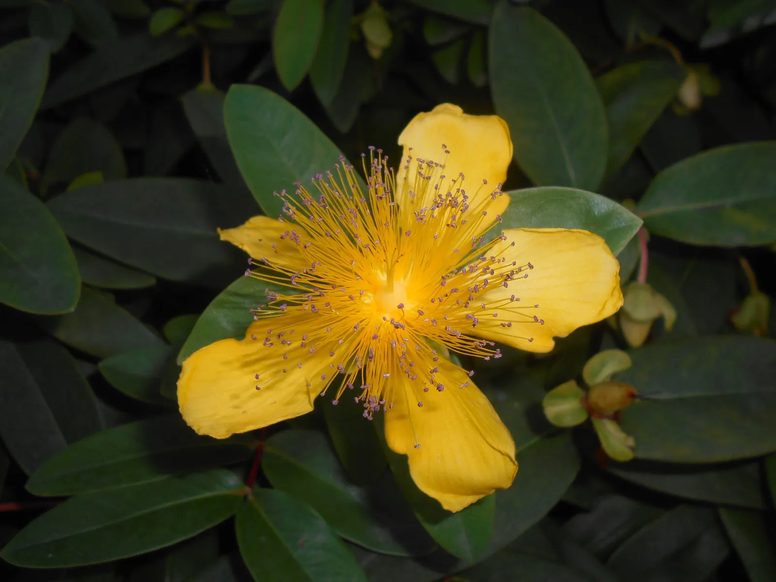 Creeping St. John's Wort, Aaron's B (Hypericum Calycinum) — It reaches up to 12 to 18 inches tall and spreads 18 to 24 inches wide; this plant's vigorous and