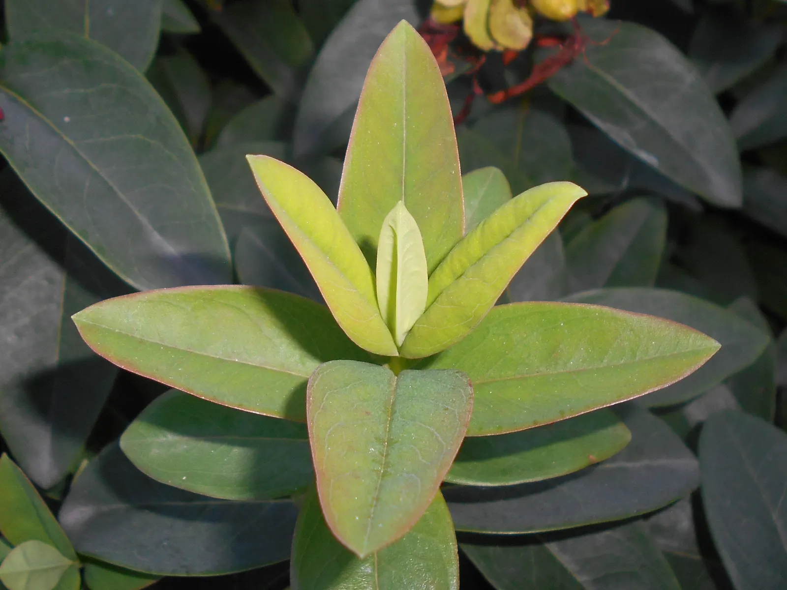 Creeping St. John's Wort, Aaron's B (Hypericum Calycinum) — It performs best in full sun to partial shade and prefers well-drained soil