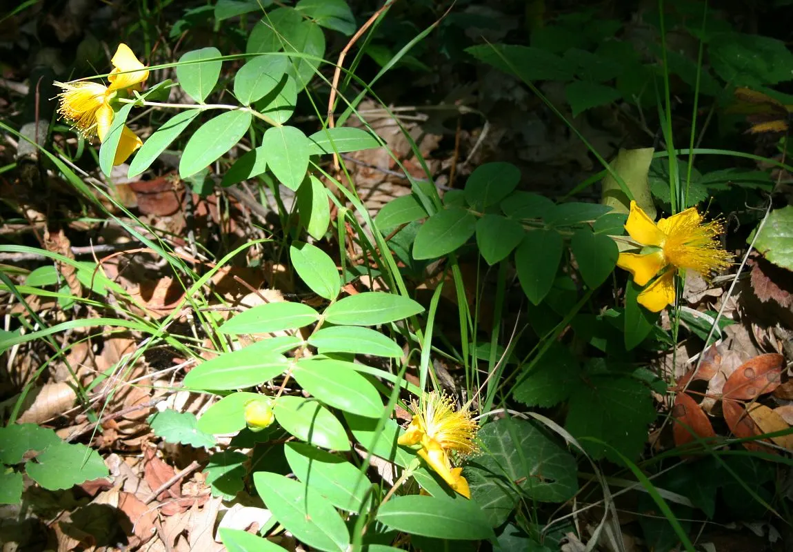 Creeping St. John's Wort, Aaron's B (Hypericum Calycinum) — These cheerful flowers emerge in mid to late summer and stand strikingly against the, image 55