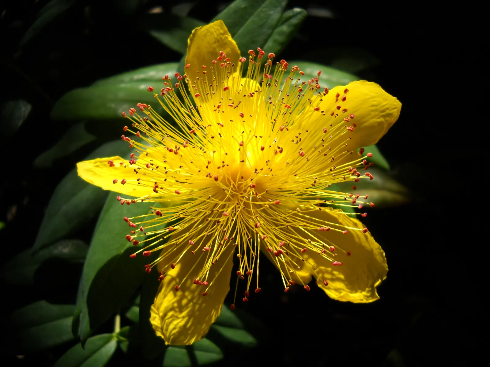 Creeping St. John's Wort, Aaron's B (Hypericum Calycinum) — yellow flowers that are reminiscent of a burst of sunshine; it performs best in full sun to partial