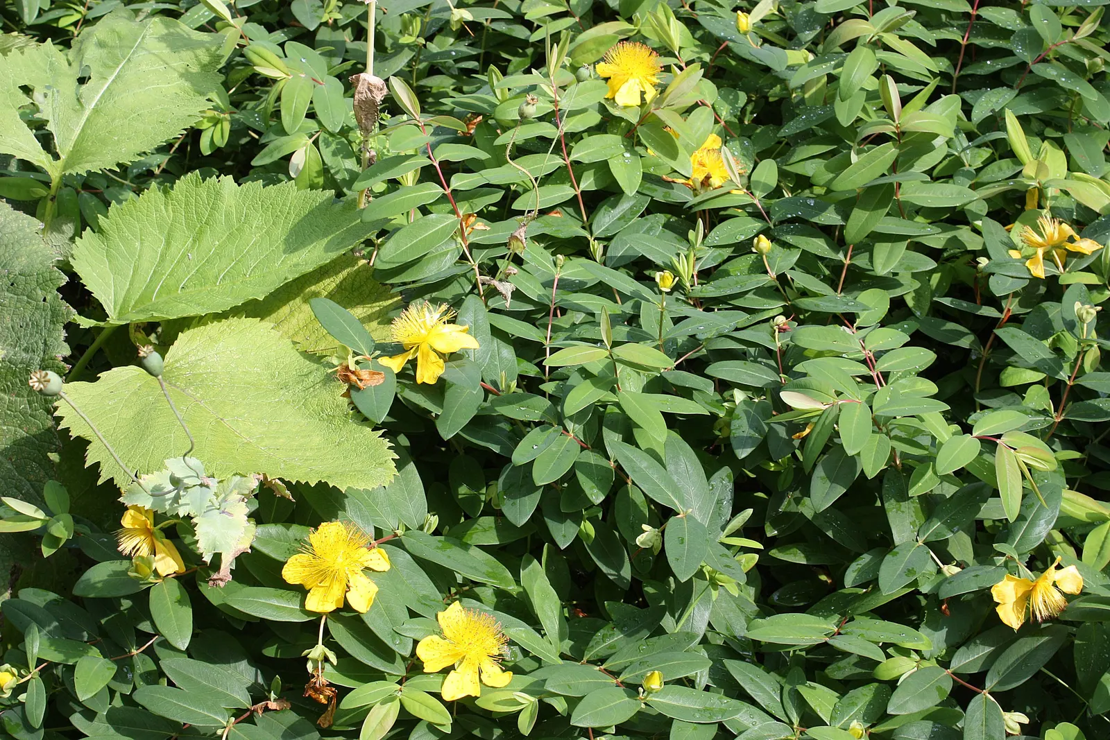 Creeping St. John's Wort, Aaron's B (Hypericum Calycinum) — John's Wort thrives in USDA Hardiness Zones 5 to 10; hypericum calycinum, commonly known as