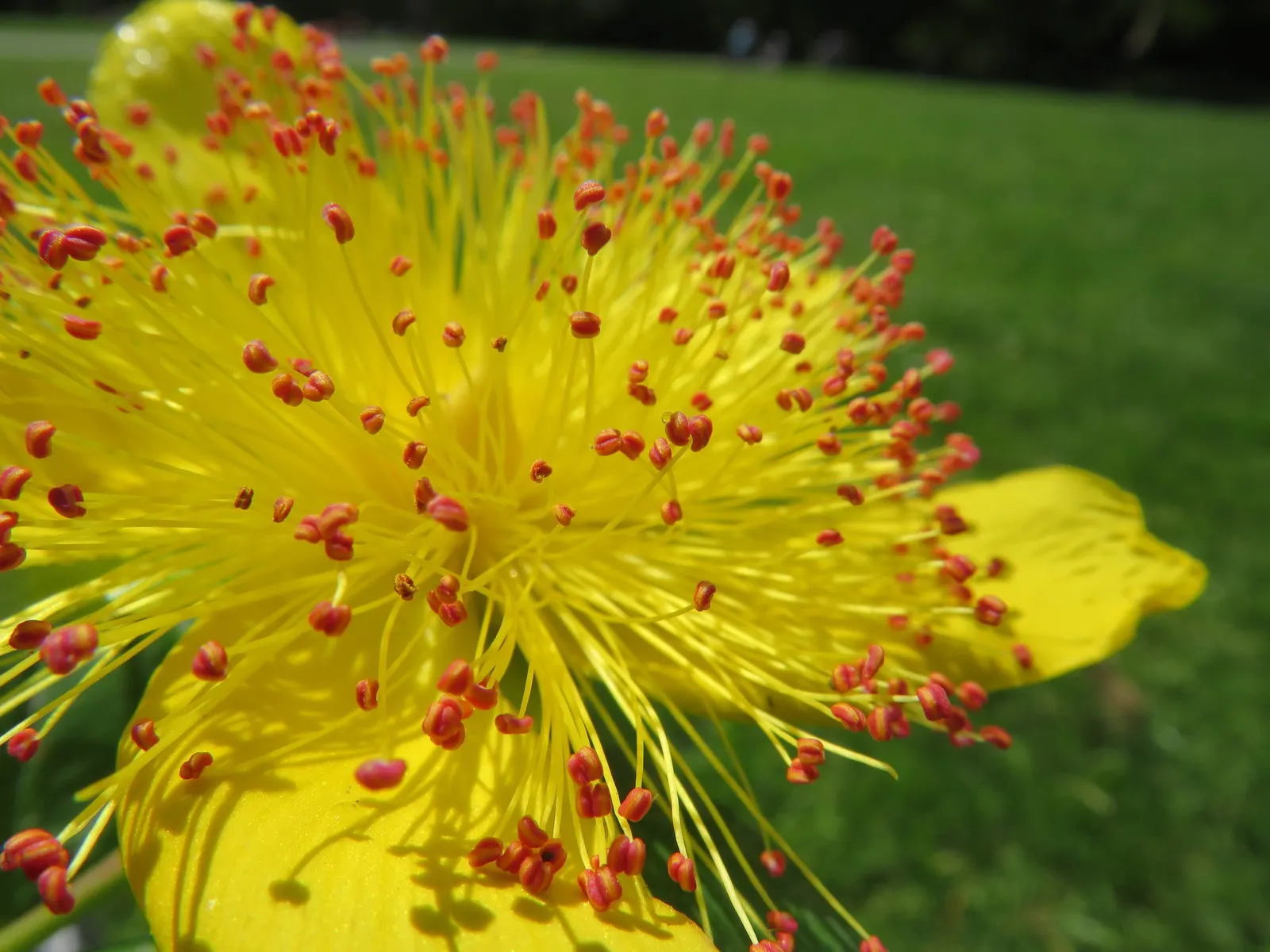 Creeping St. John's Wort, Aaron's B (Hypericum Calycinum) — although it can tolerate occasional dry spells once established; tolerates a range of soils but