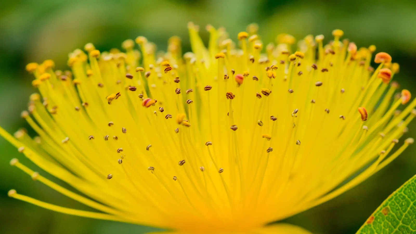 Creeping St. John's Wort, Aaron's B (Hypericum Calycinum) — displaying a remarkable adaptability to a range of conditions; john's Wort thrives in, image 59
