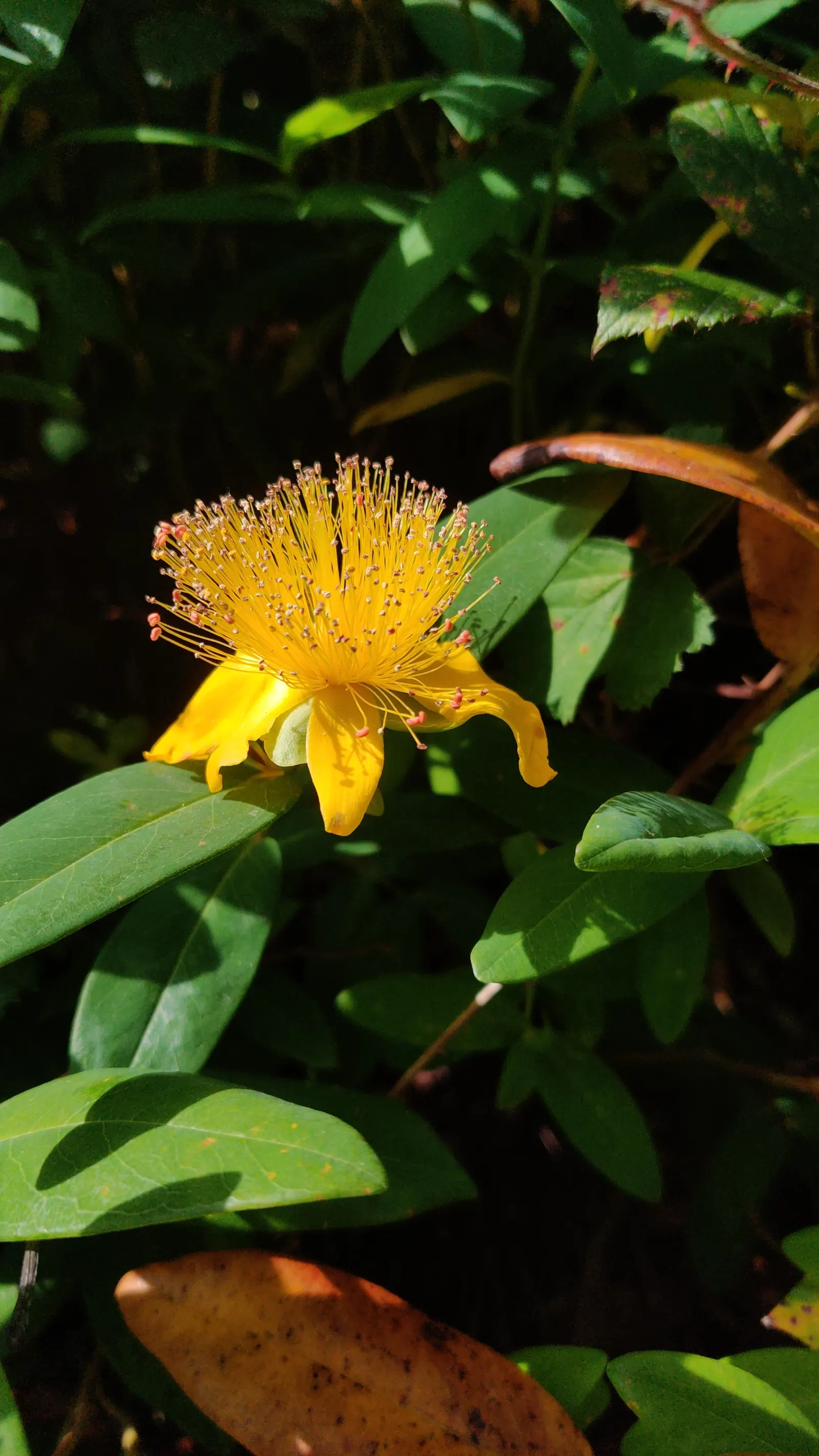 Creeping St. John's Wort, Aaron's B (Hypericum Calycinum) — Tolerates a range of soils but excels in well-drained conditions