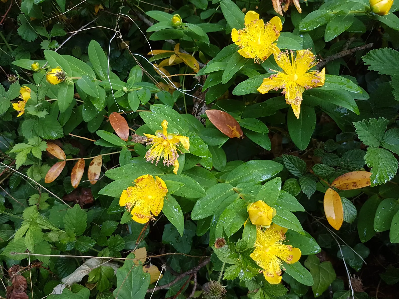 Creeping St. John's Wort, Aaron's B (Hypericum Calycinum) — Hypericum calycinum, commonly known as Creeping St; john's Wort 'Aaron's Beard', is an, image 51